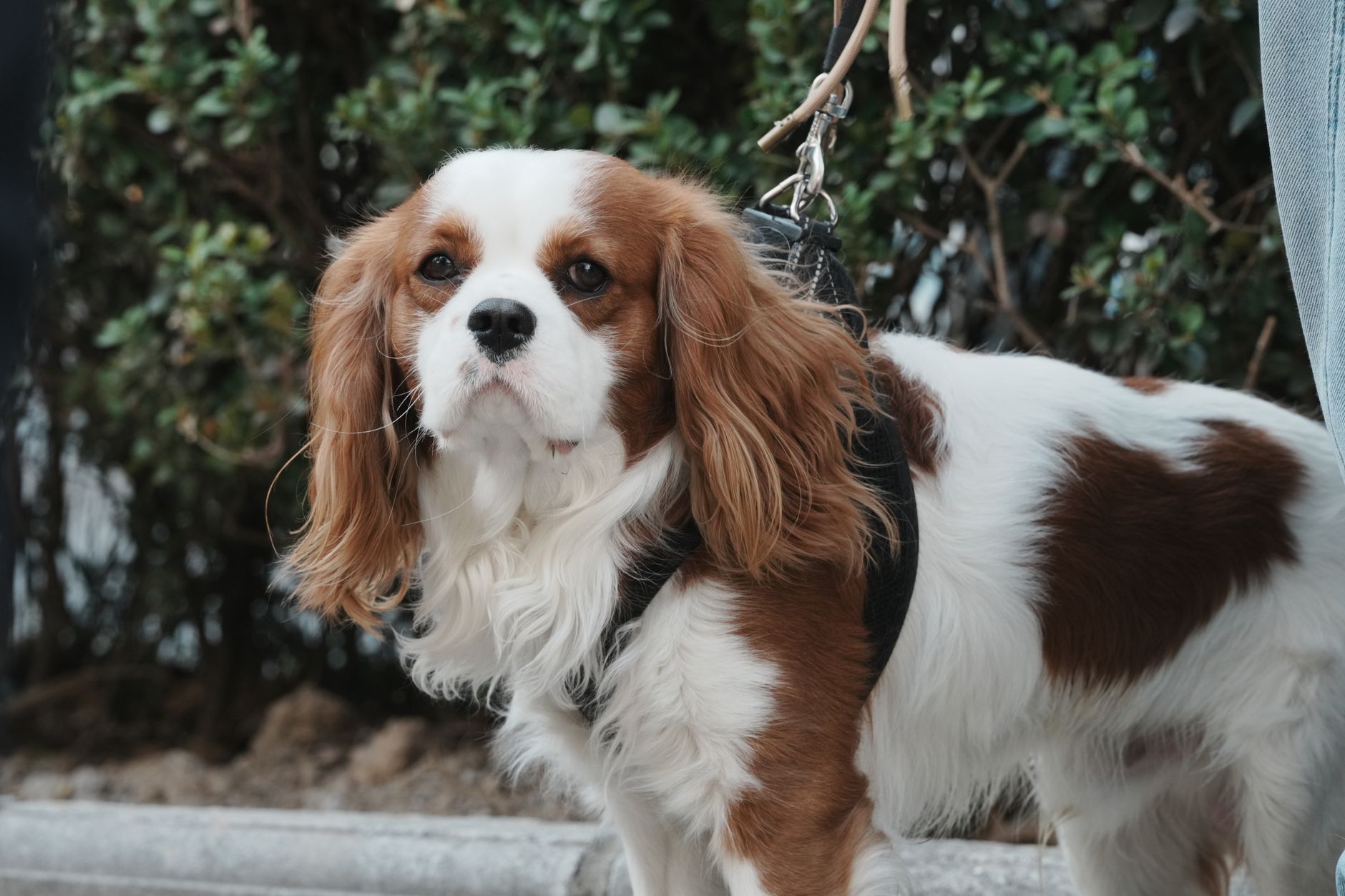 Cavalier King Charles Spaniel con su expresión dulce y orejas largas
