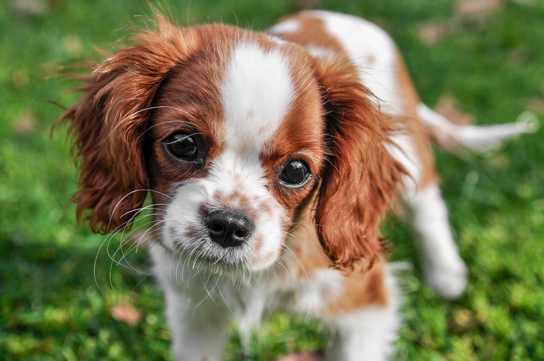 Cavalier King Charles Spaniel cachorro con mirada expresiva
