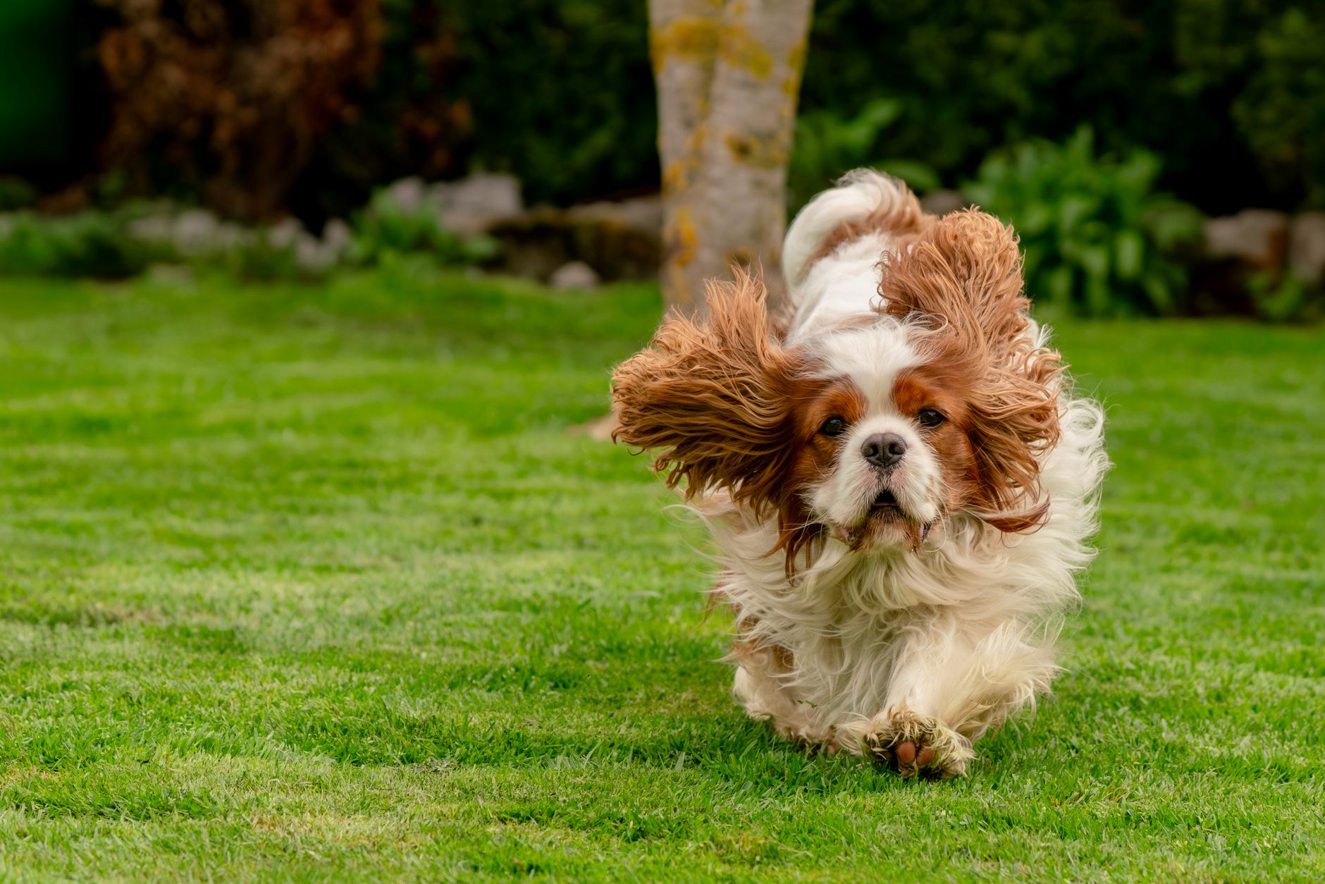 Cavalier King Charles Spaniel jugando en el parque con expresión alegre