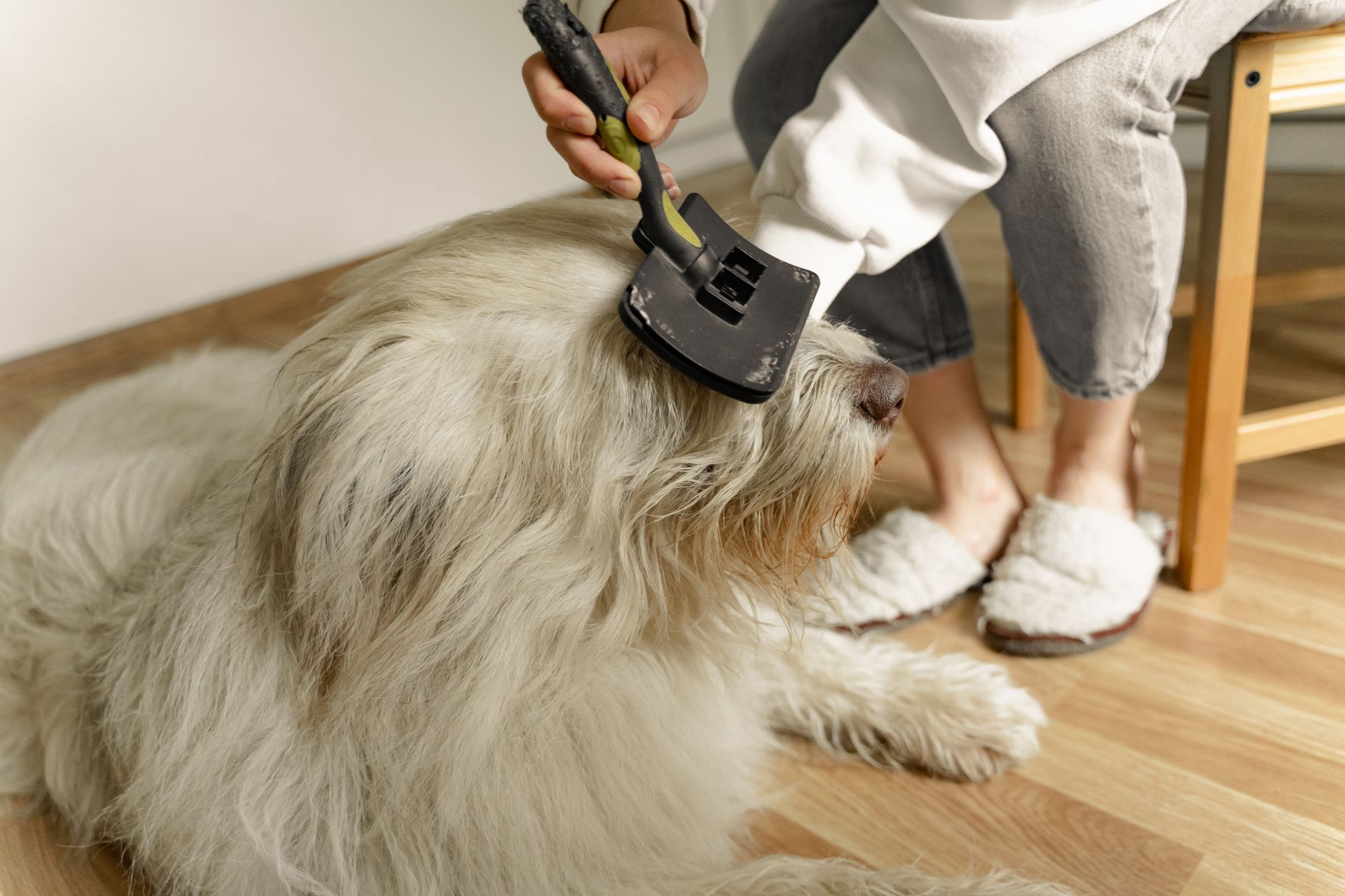 Persona cepillando a su perro en casa con un cepillo de cerdas