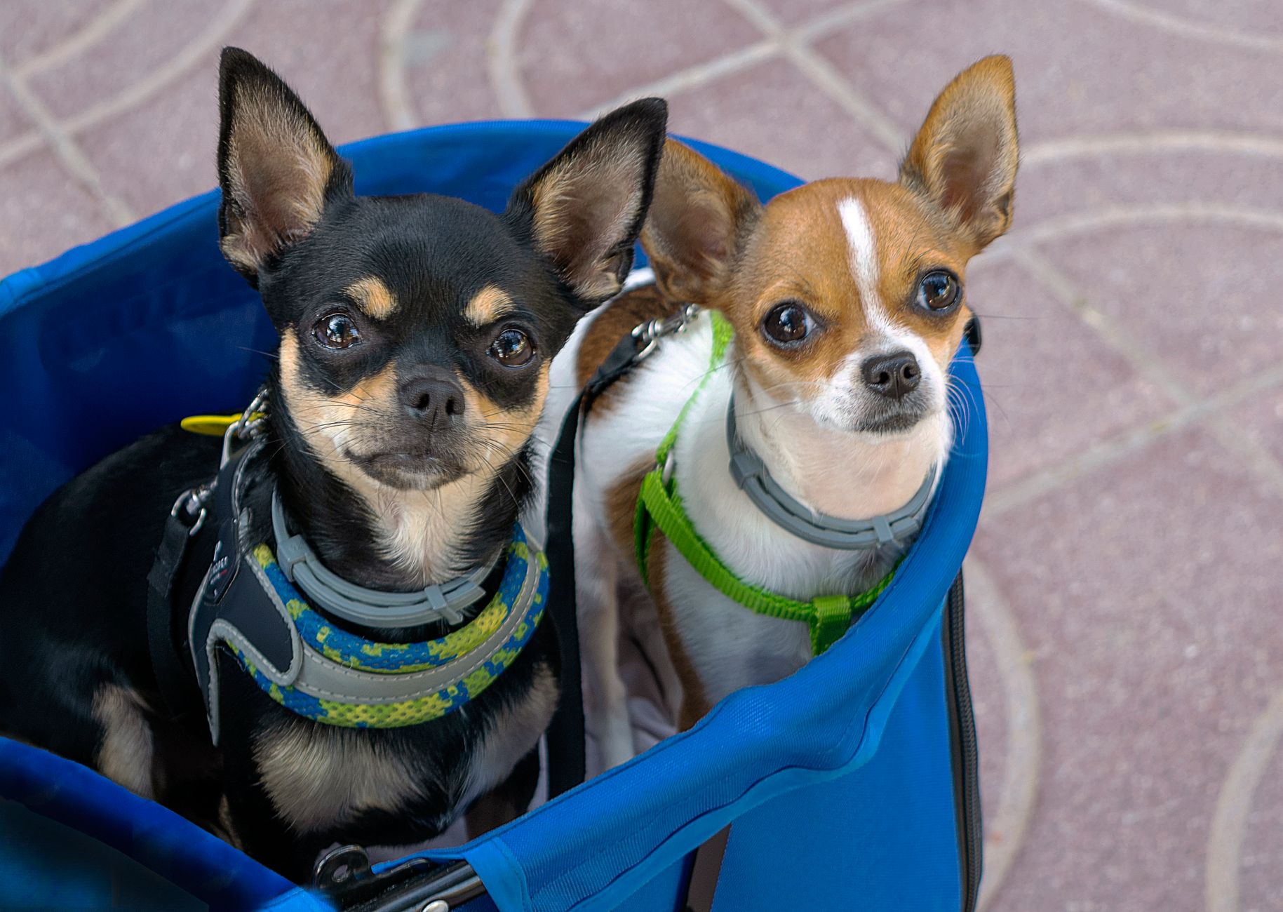 Chihuahua adulto con pose característica, perro de raza más pequeña del mundo