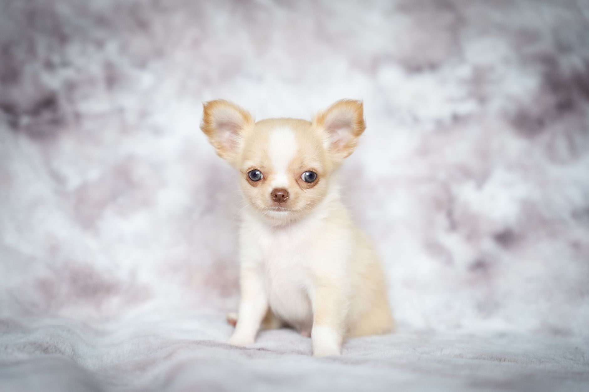 Cachorro de Chihuahua pequeño y curioso, pelaje liso