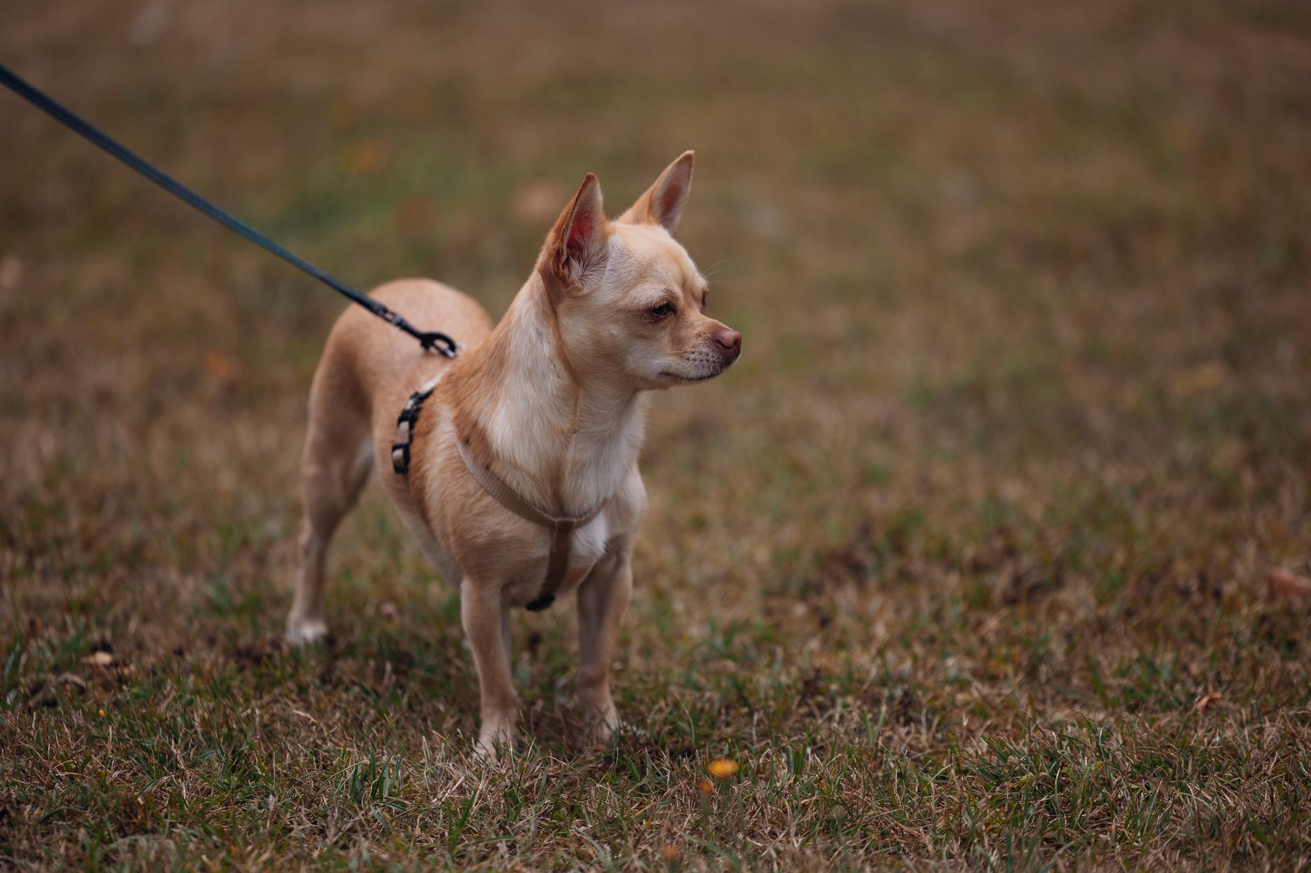 Chihuahua en sesión de adiestramiento, perro atento al dueño
