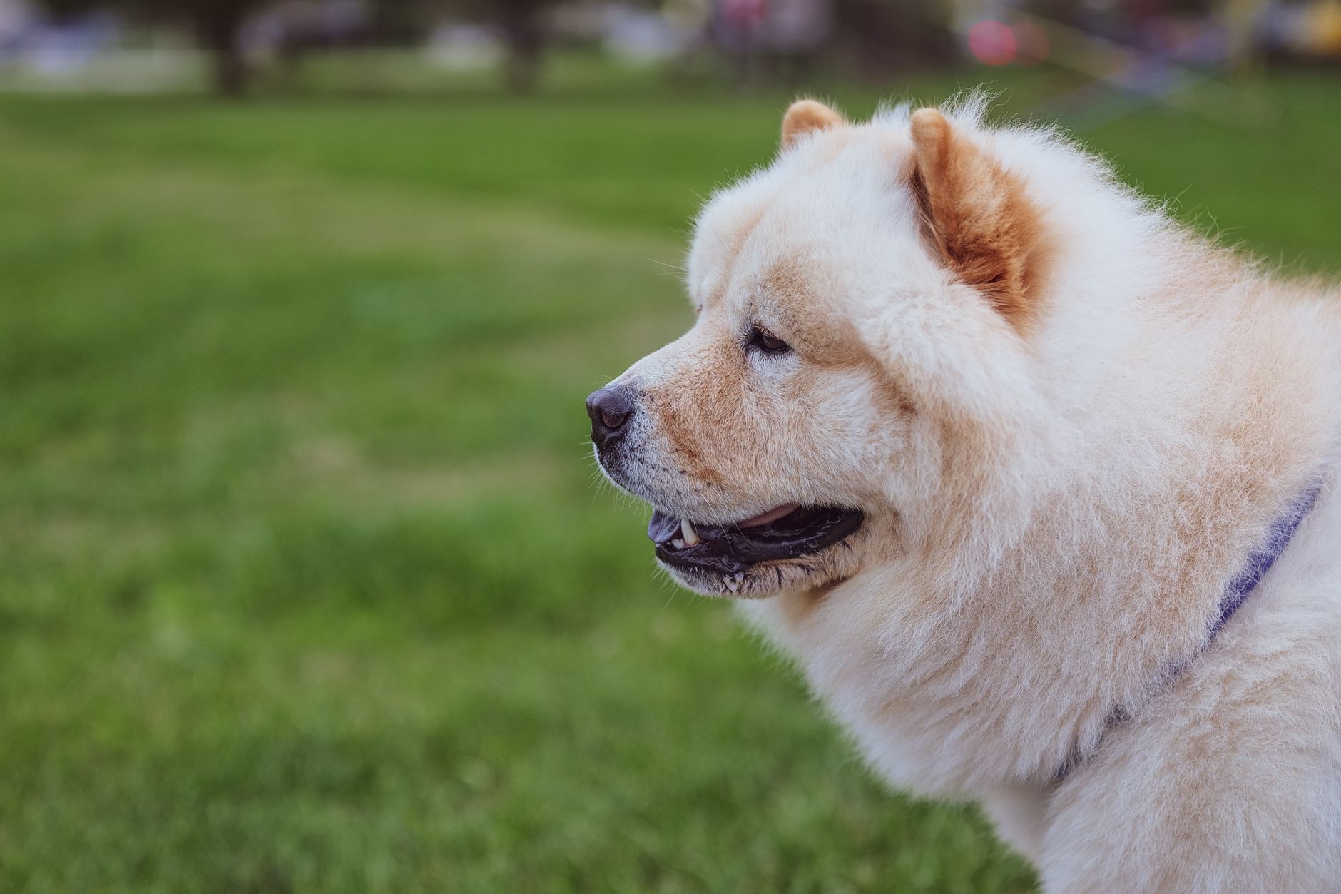 Chow Chow de pelaje claro en exterior mostrando su lengua azul característica