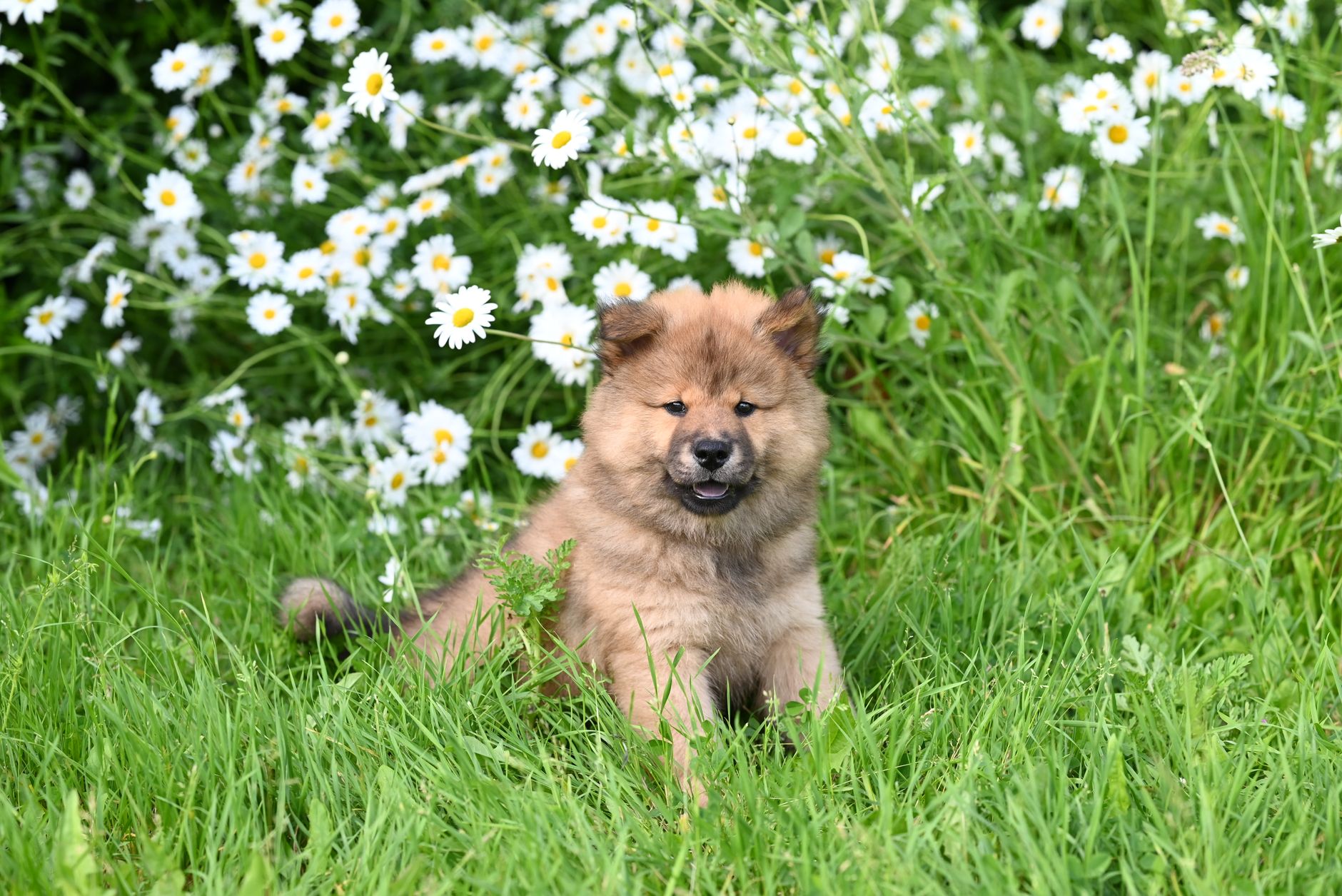 Cachorro de Chow Chow de pelaje canela sentado entre flores
