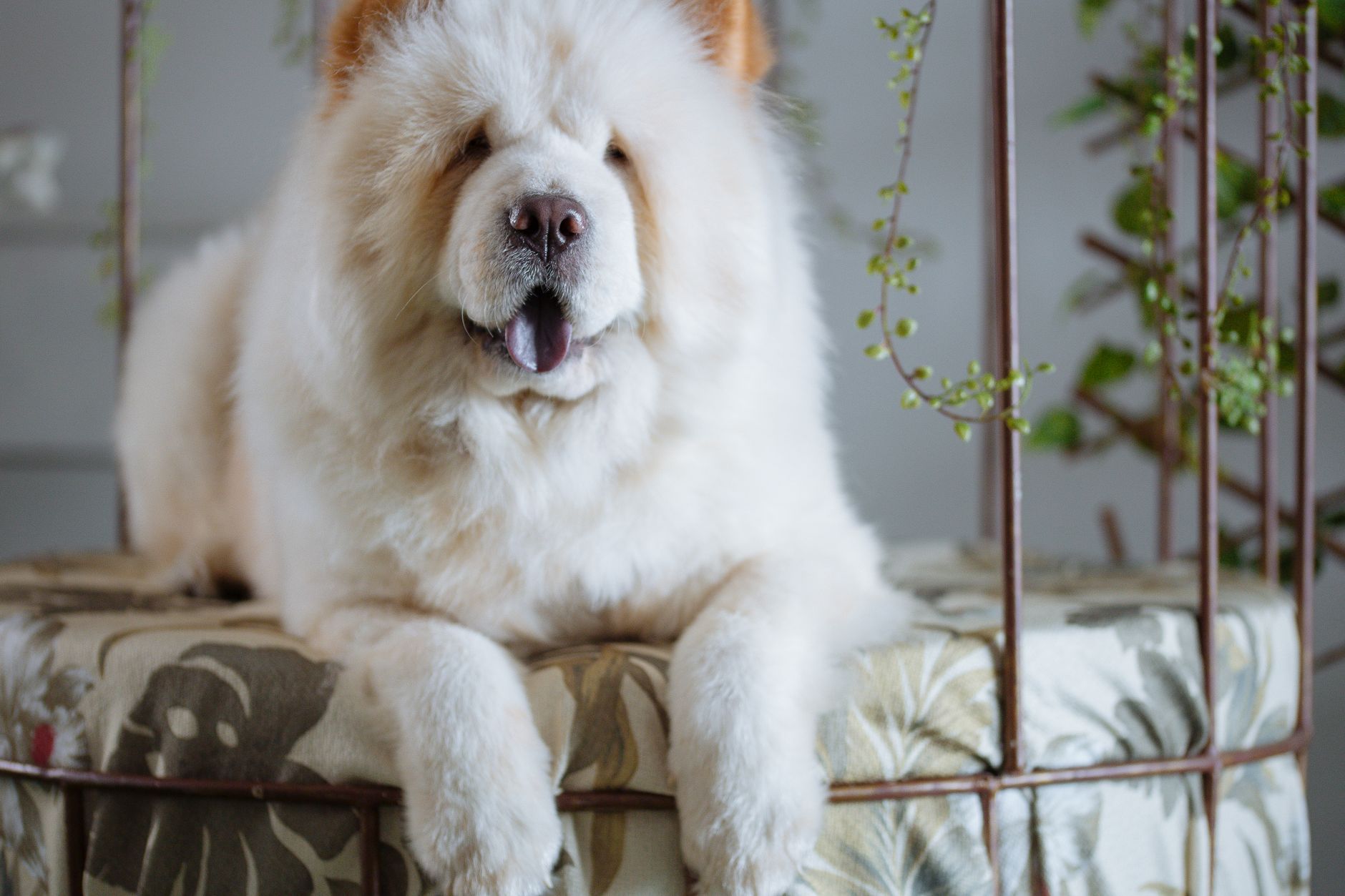 Chow Chow de pelaje crema con la característica lengua azul-negruzca visible