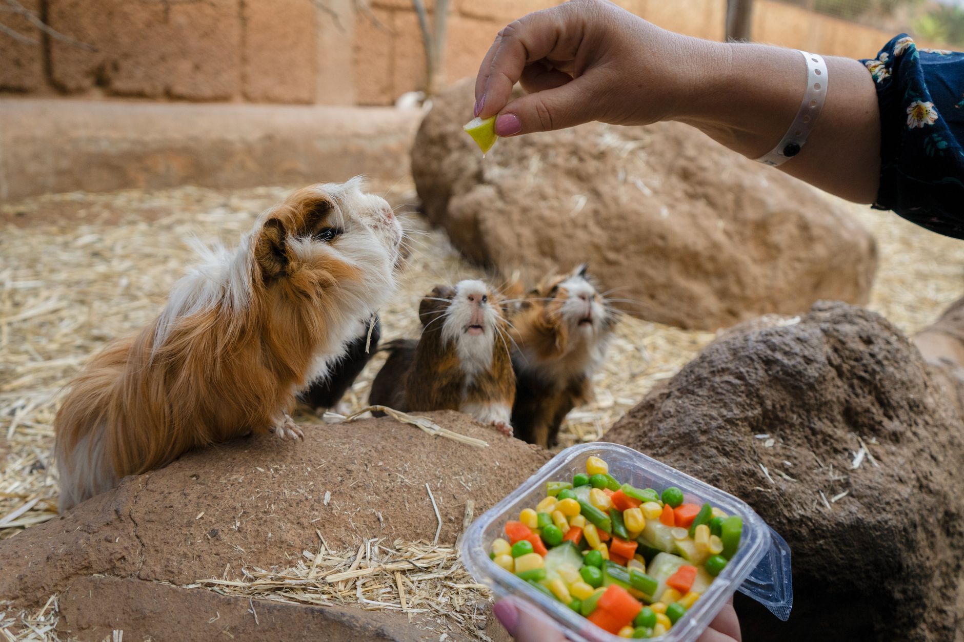 Cobaya comiendo verduras frescas como pimiento y lechuga
