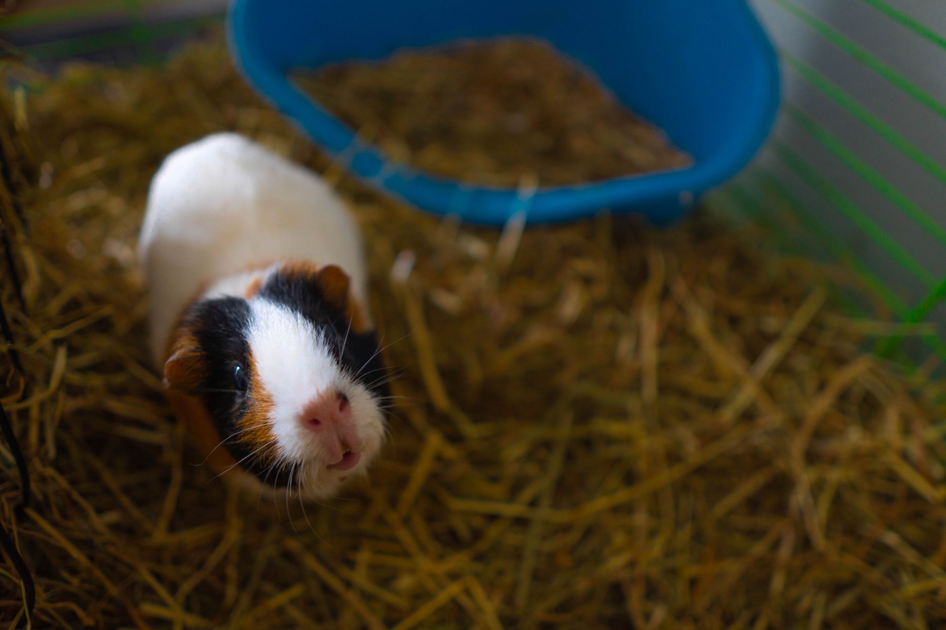 Cobaya en su jaula con sustrato y zona de descanso