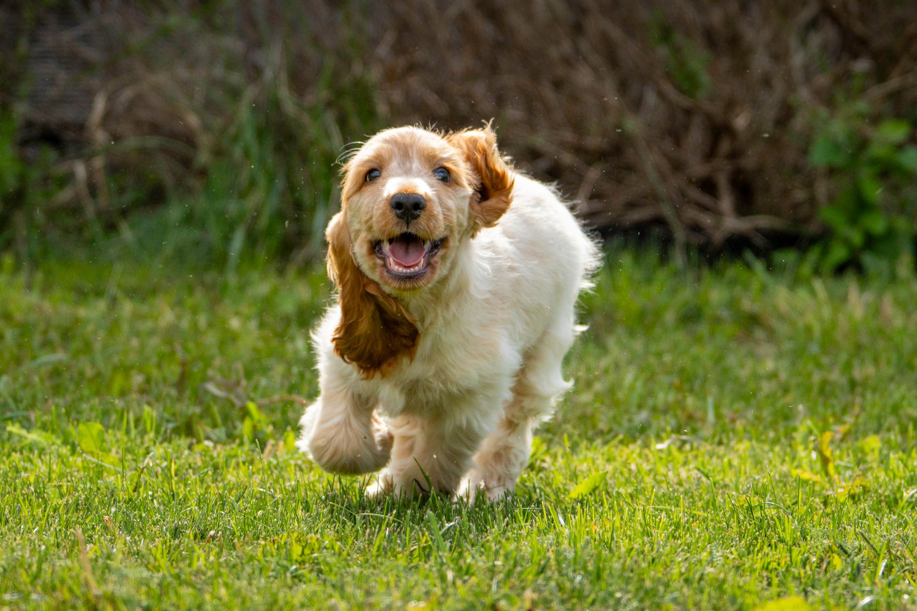 Cachorro de Cocker Spaniel jugando en jardín