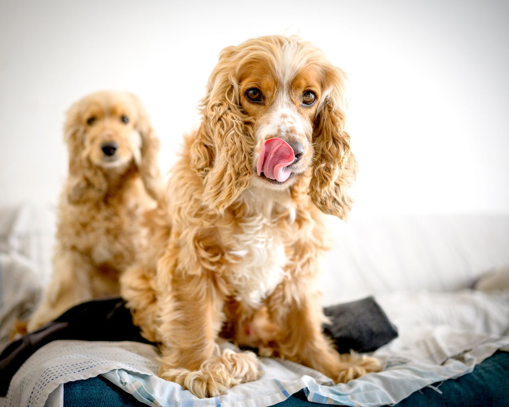 Cocker Spaniel relajado en casa con familia