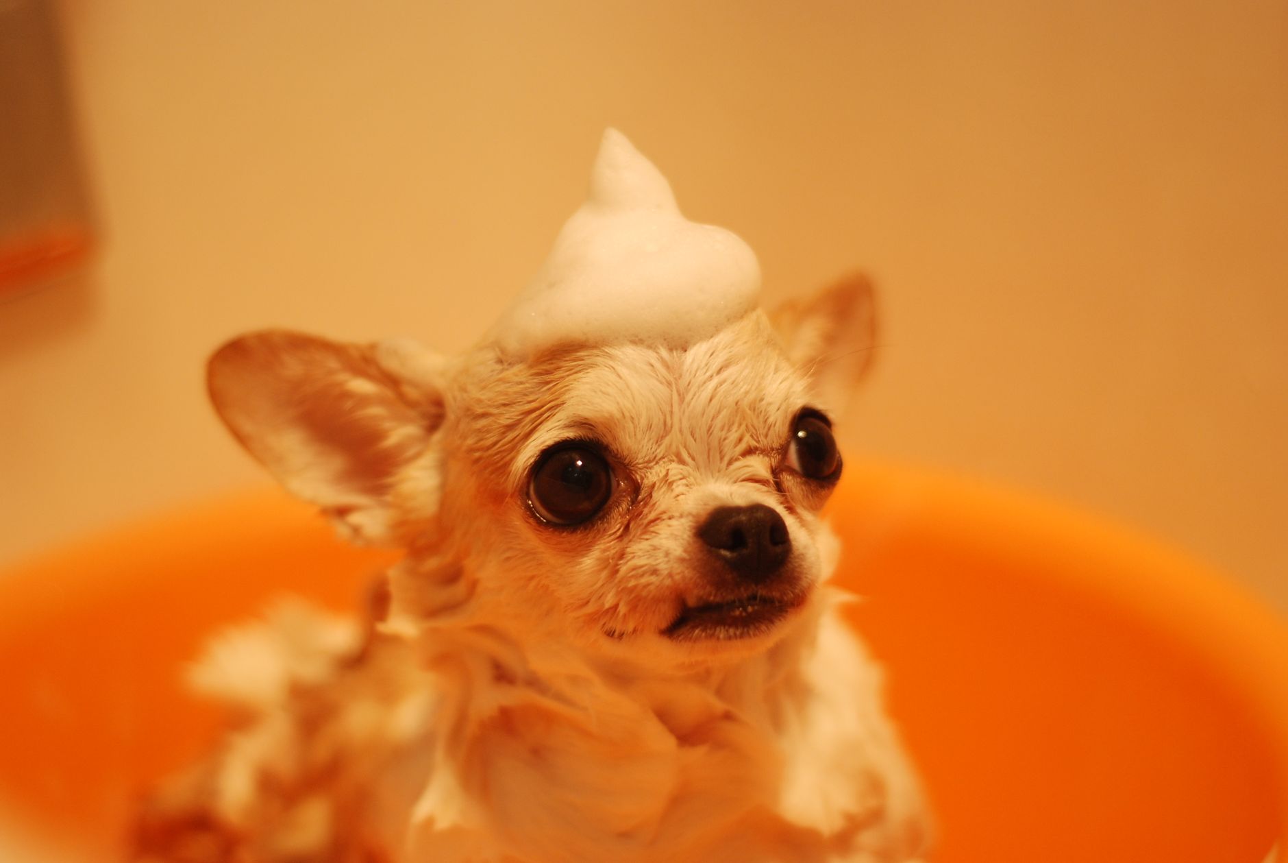 Cachorro recibiendo un baño con espuma de champú en una bañera