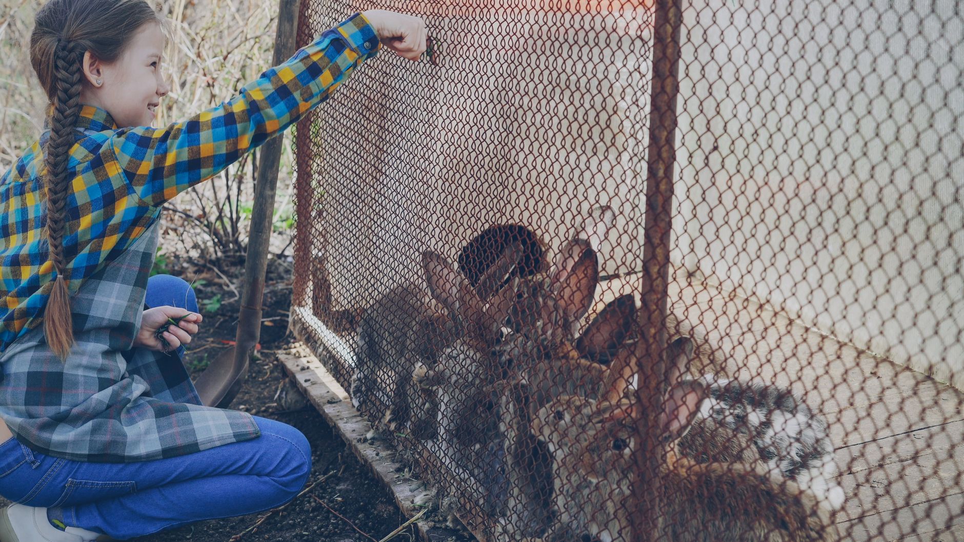 Conejo enano en su hábitat con zona de descanso y heno