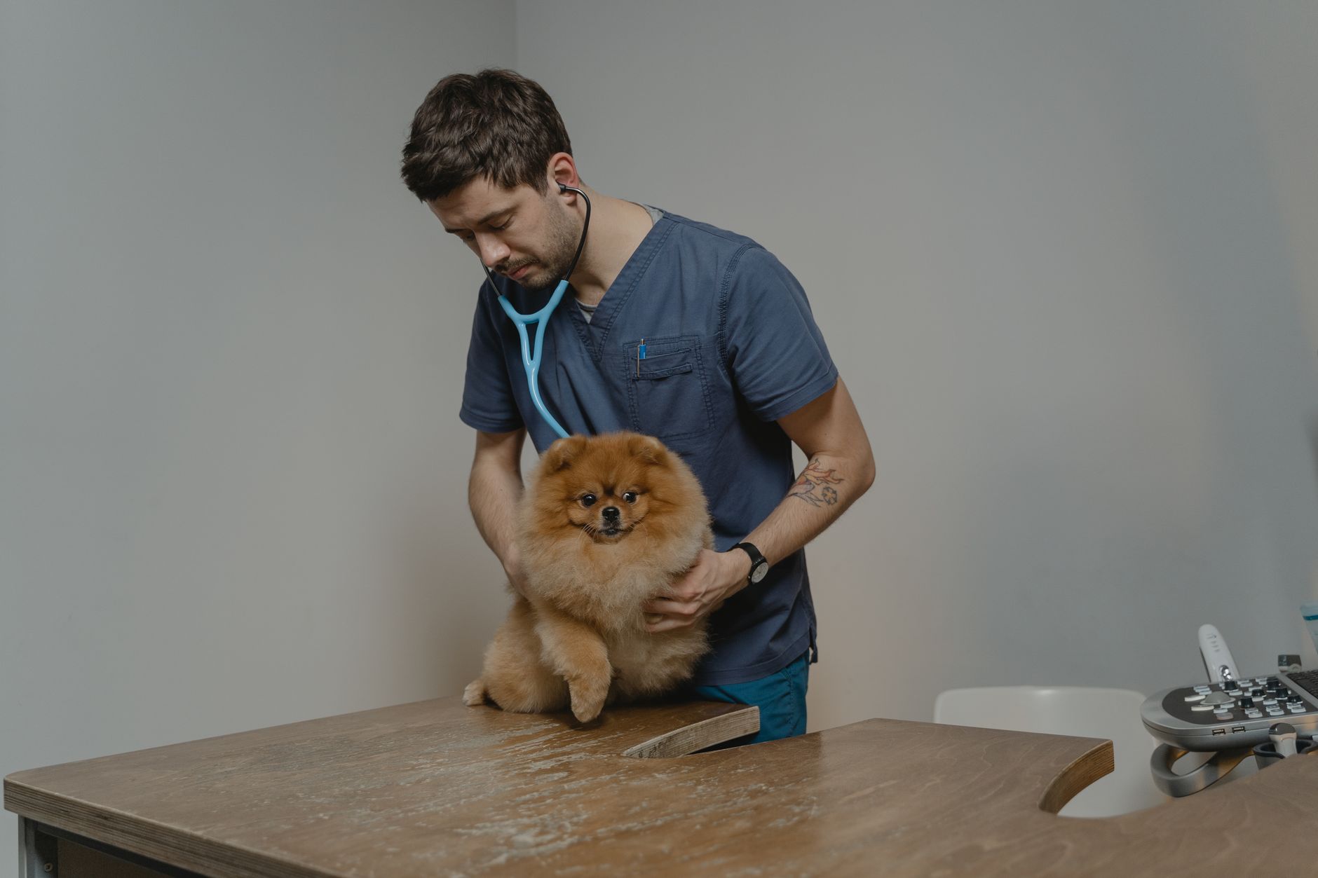 Guías de cuidado de mascotas: perros y gatos