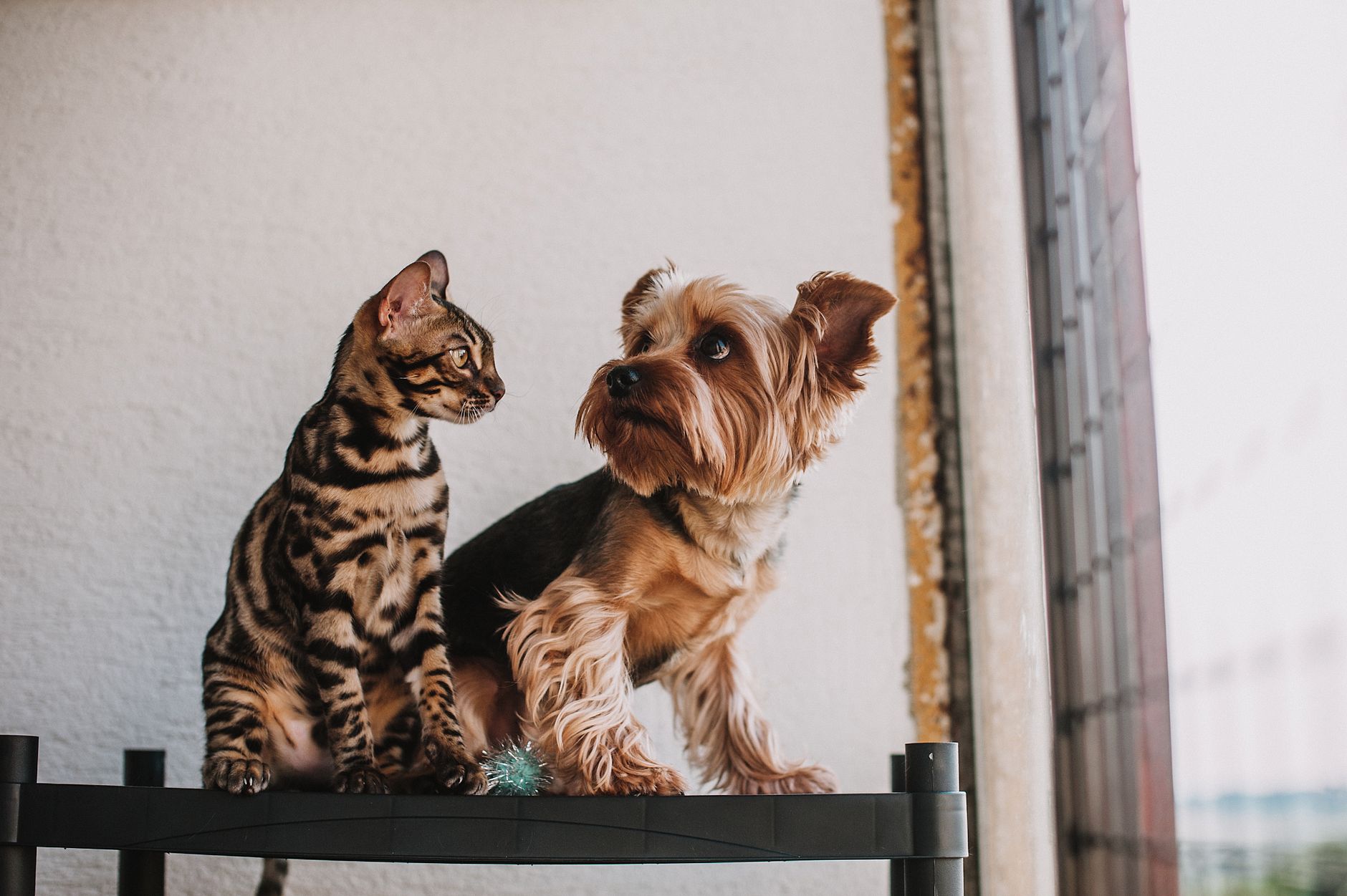 Cuidado y alimentación de mascotas