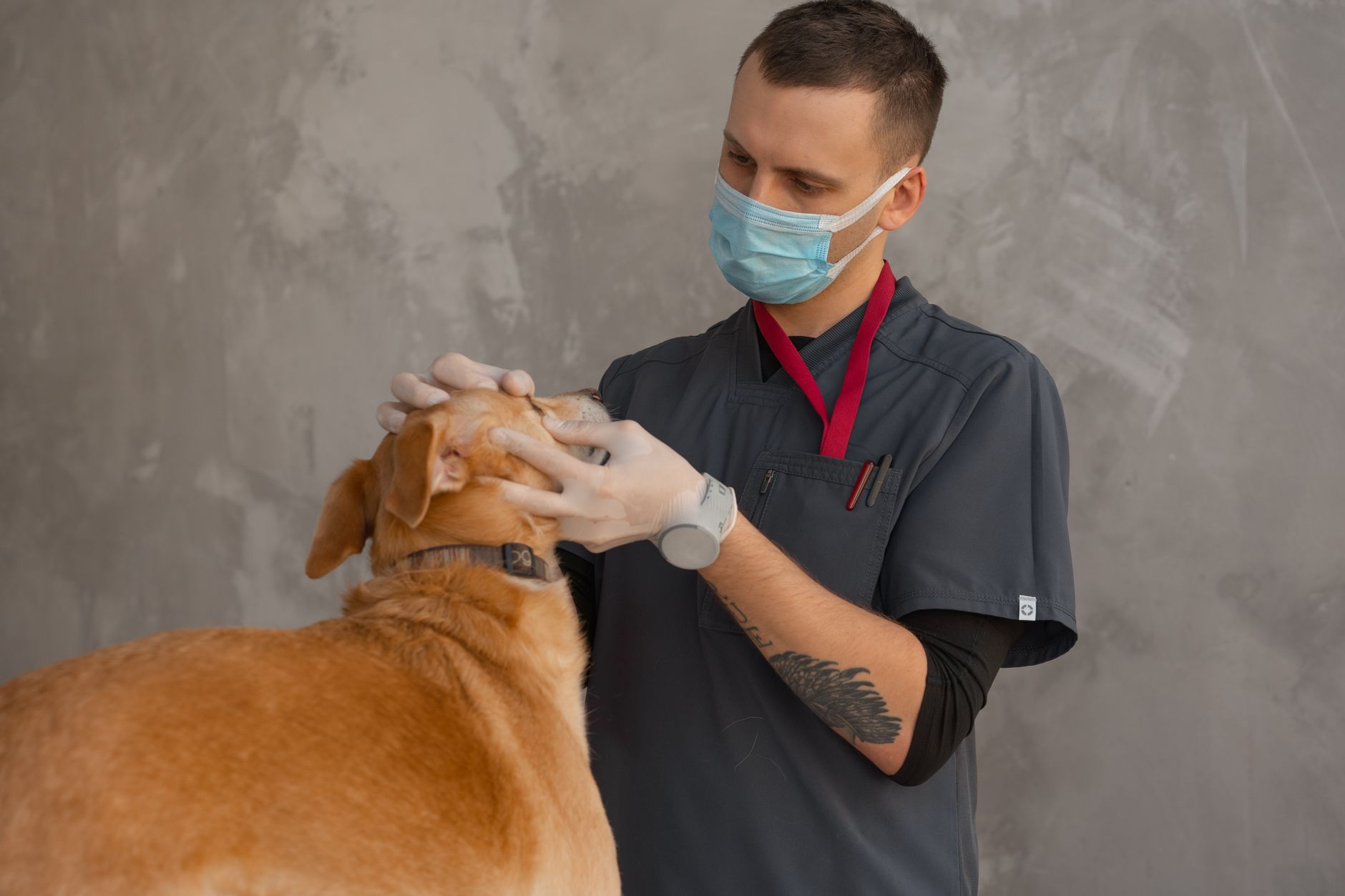 Vacunas y salud de perros y gatos
