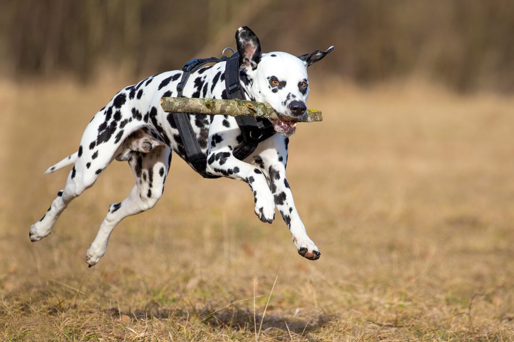 Dalmata