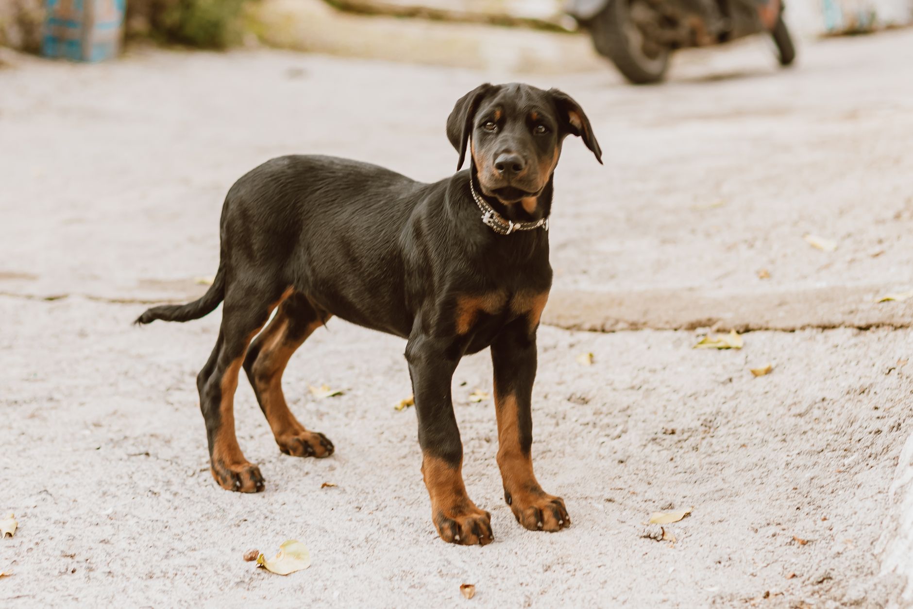Doberman