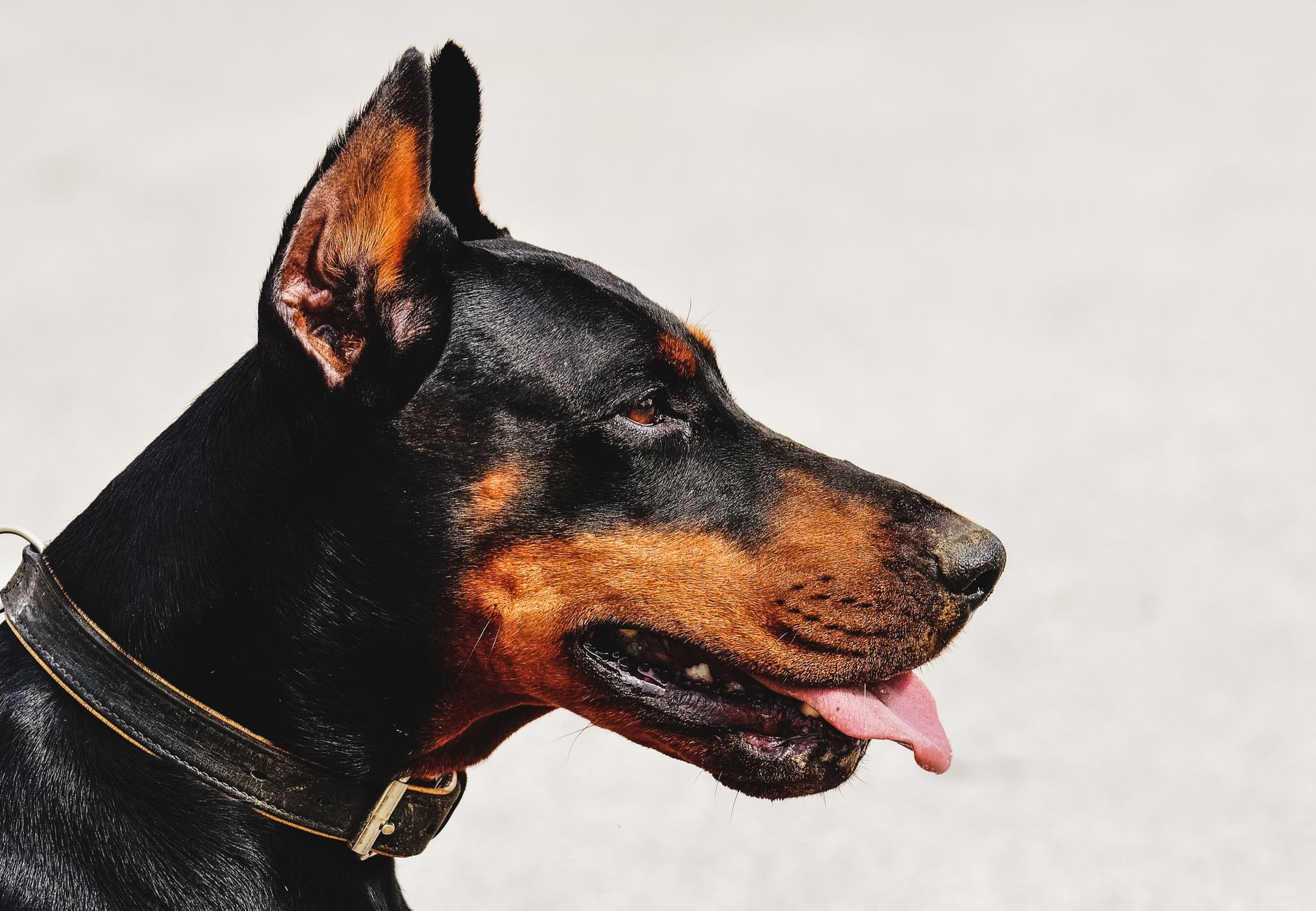 Doberman pinscher retrato
