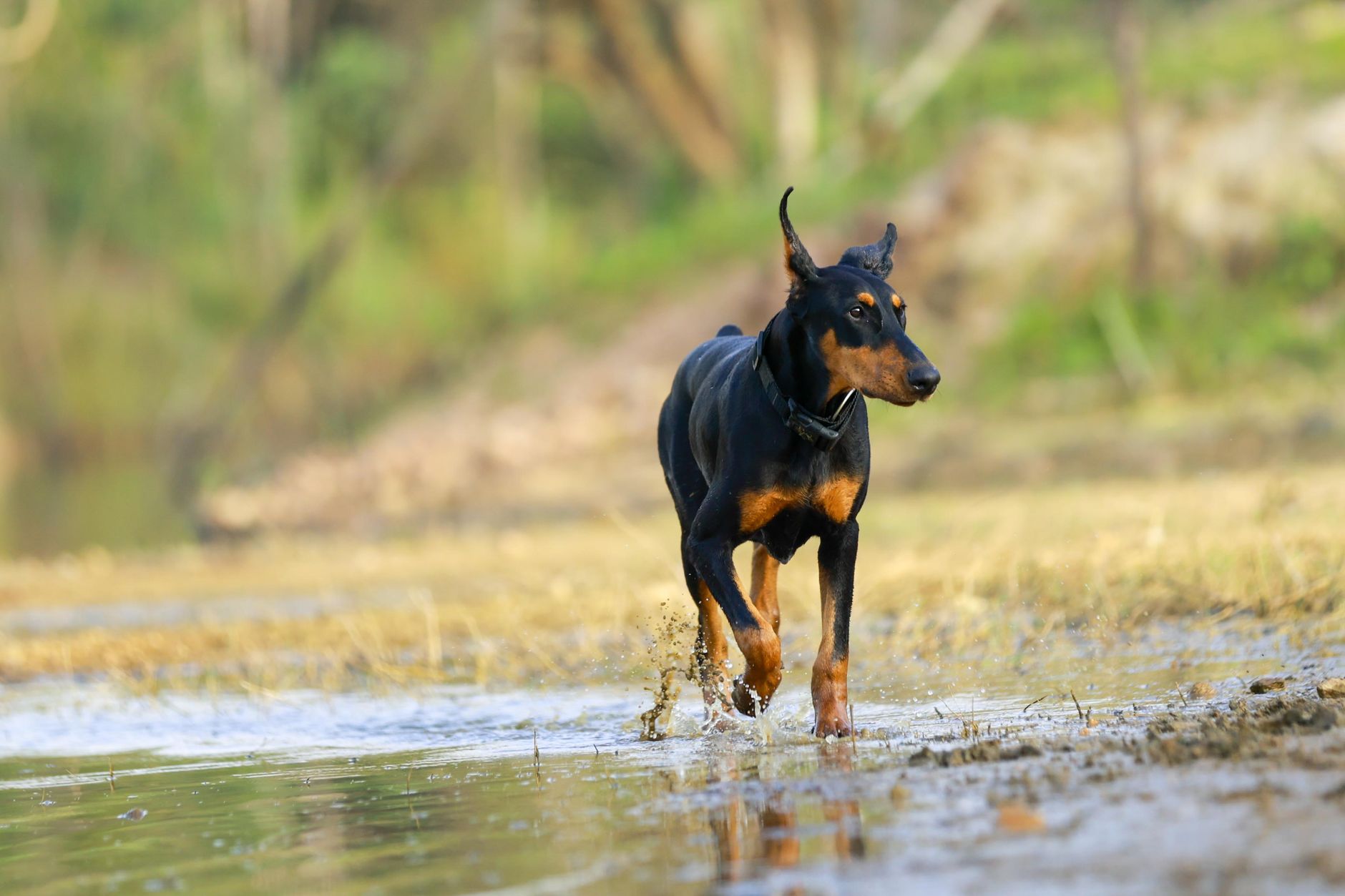 Doberman corriendo en exterior