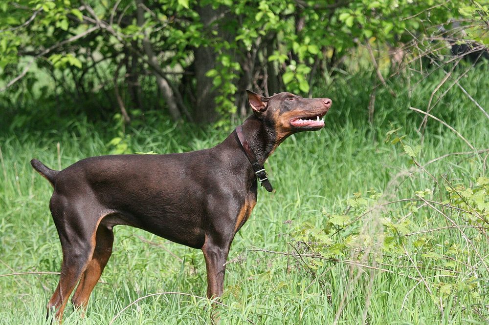 Doberman (perro) ficha de raza