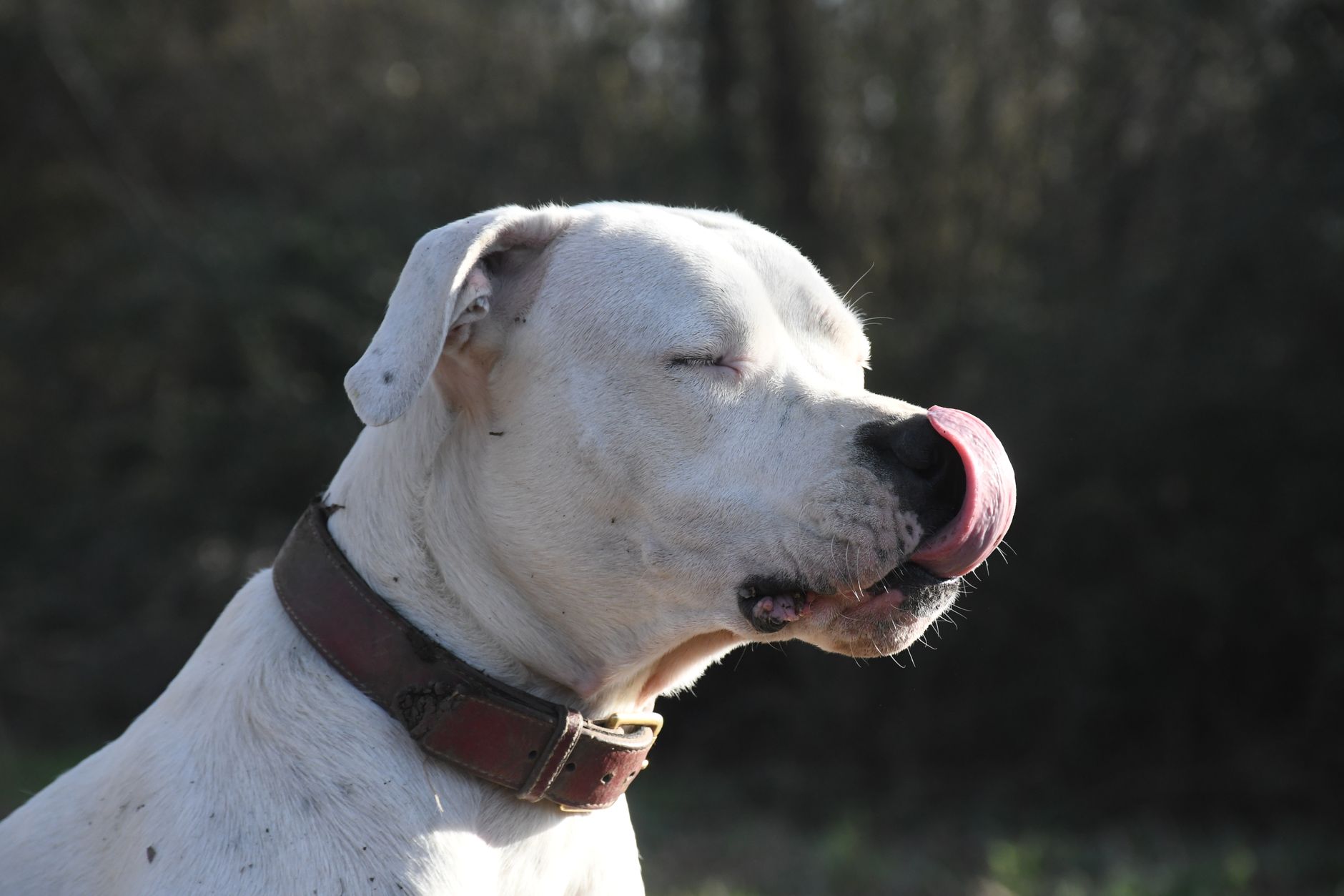 Dogo Argentino