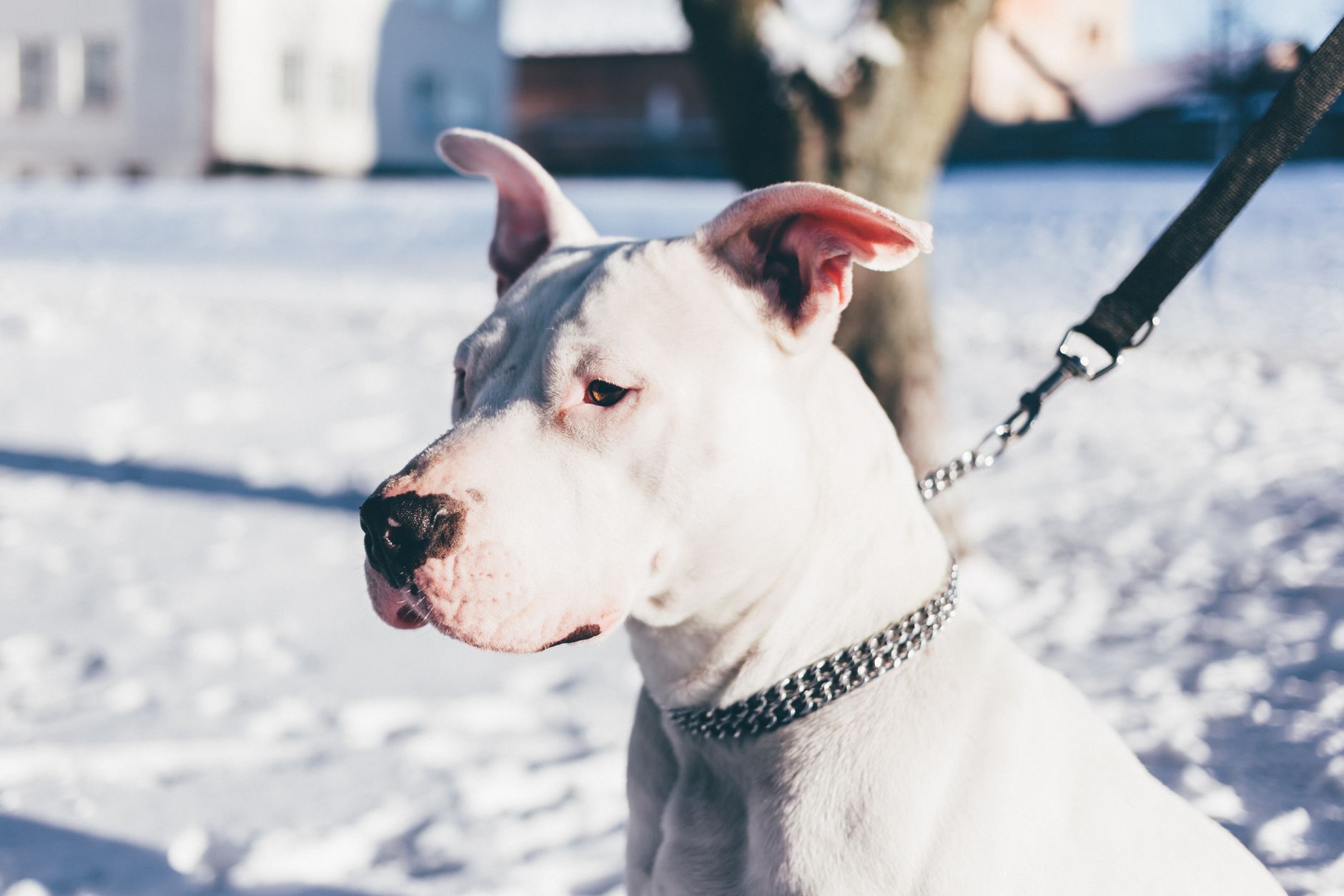 Dogo Argentino en postura alerta mostrando musculatura y porte majestuoso