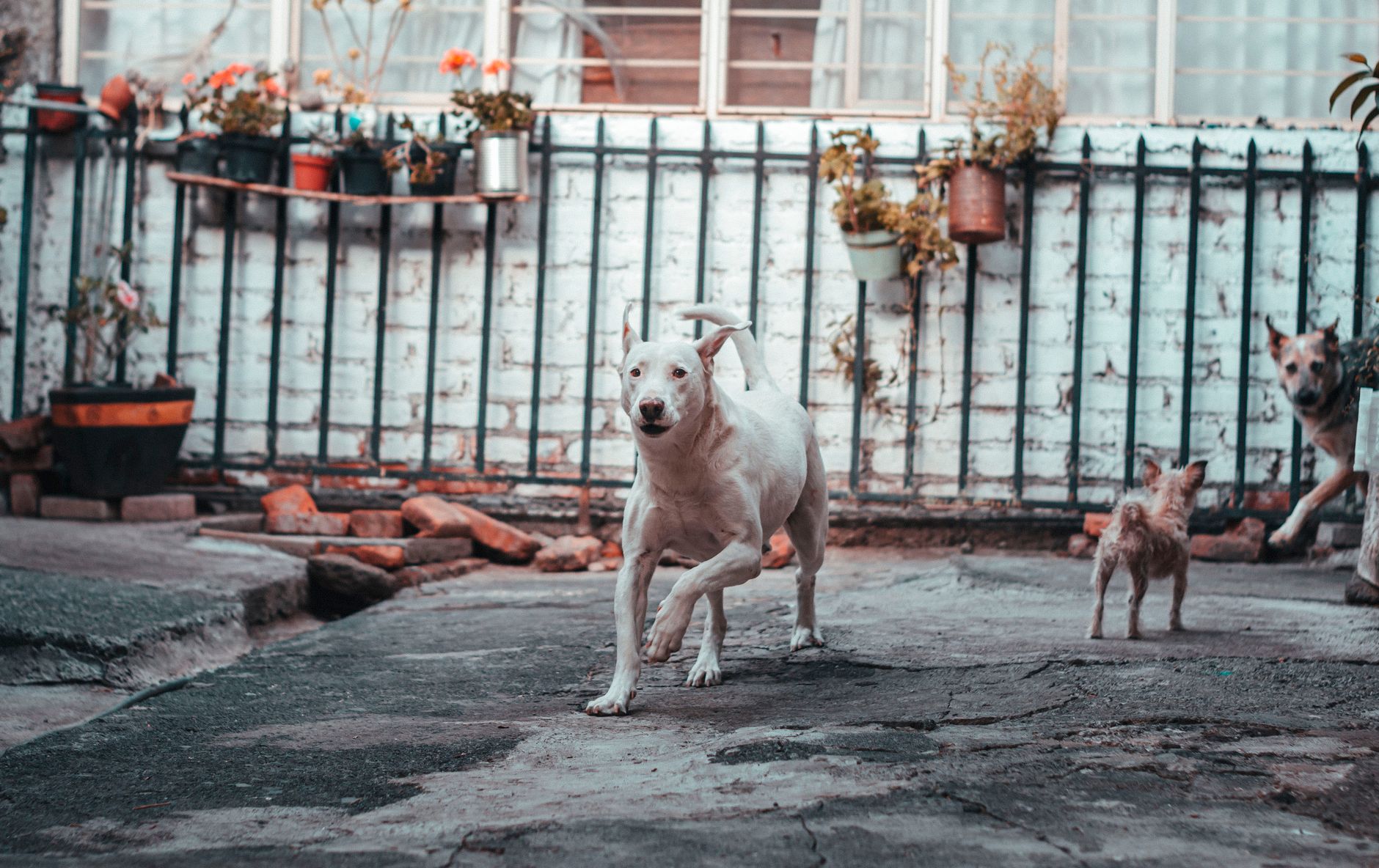 Dogo Argentino en exterior con expresión tranquila y porte atlético