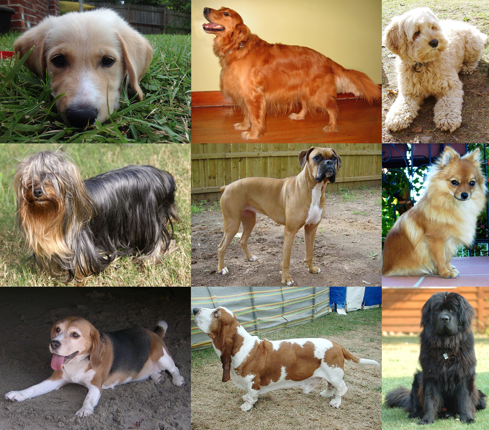 Diferentes razas de perros juntos en un collage