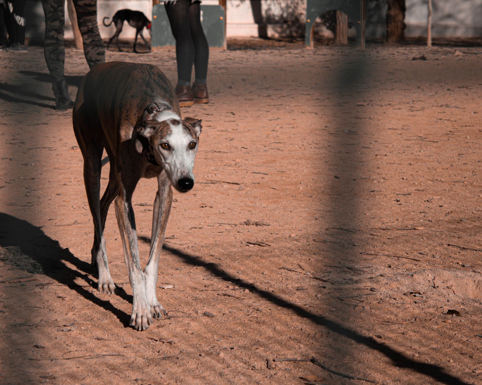 Galgo Español en postura elegante, raza de perro antigua española
