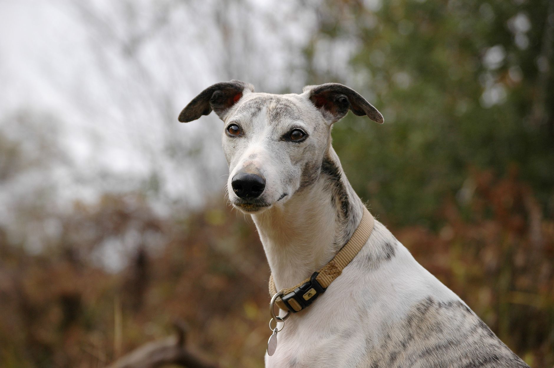 Galgo Español retrato lateral mostrando su cuerpo esbelto y aerodinámico