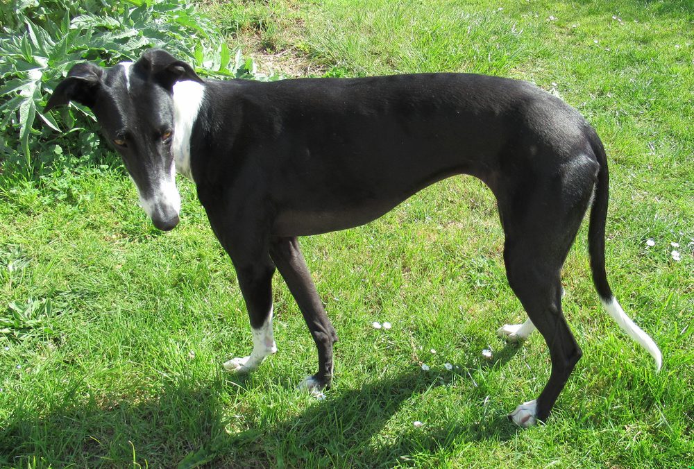 Galgo Espanol (perro) ficha de raza