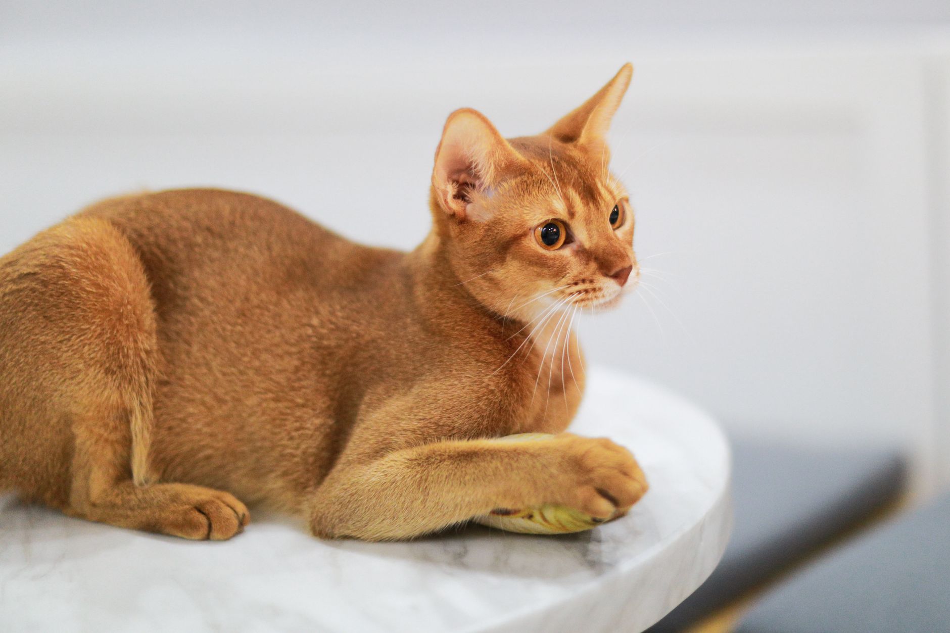 Gato Abisinio jugando con un juguete de pluma en casa