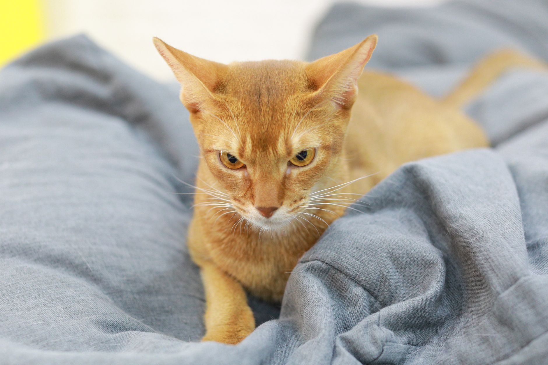 Gato Abisinio en primer plano mostrando sus ojos almendrados y pelaje ticked