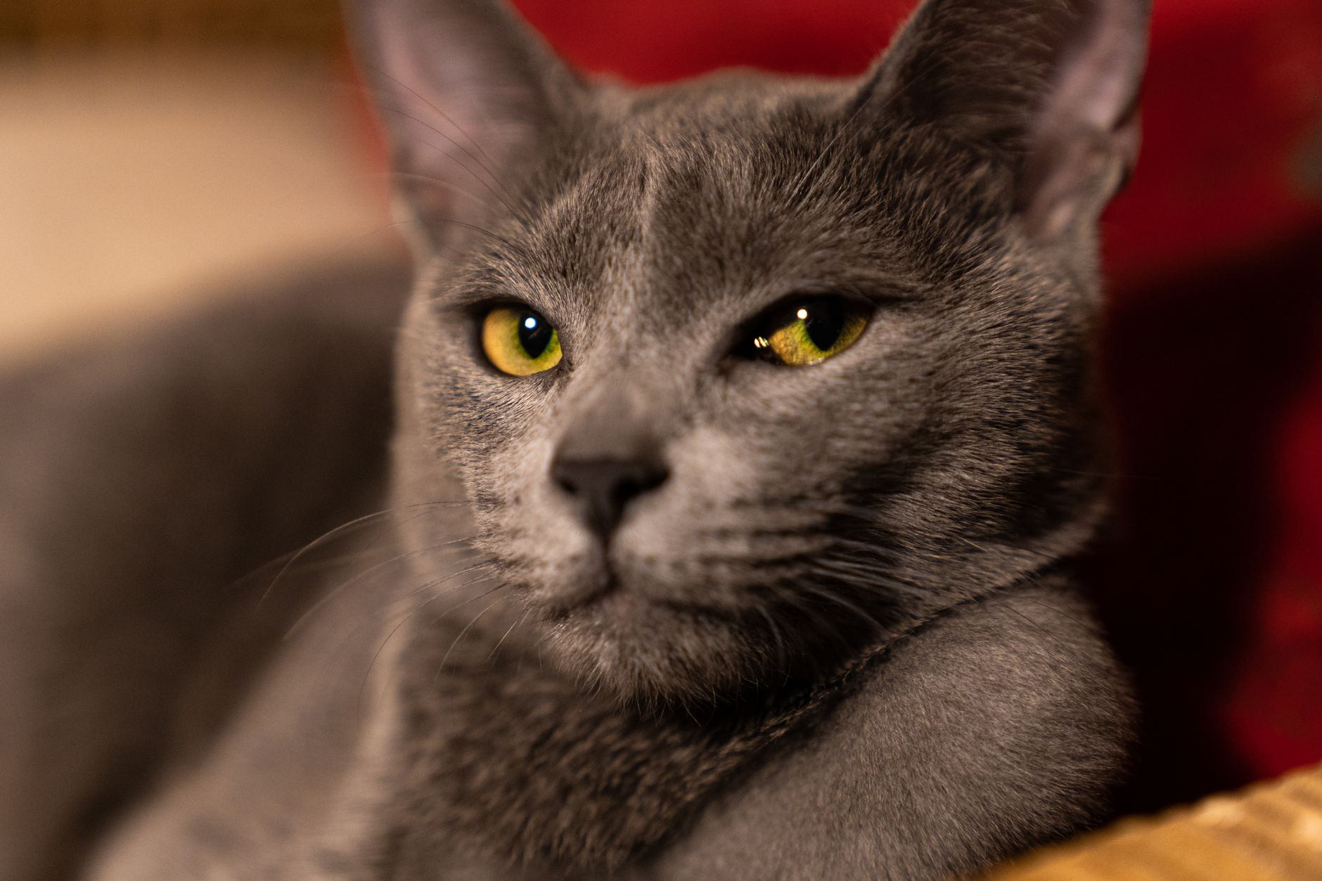 Gato Azul Ruso ojos verdes retrato