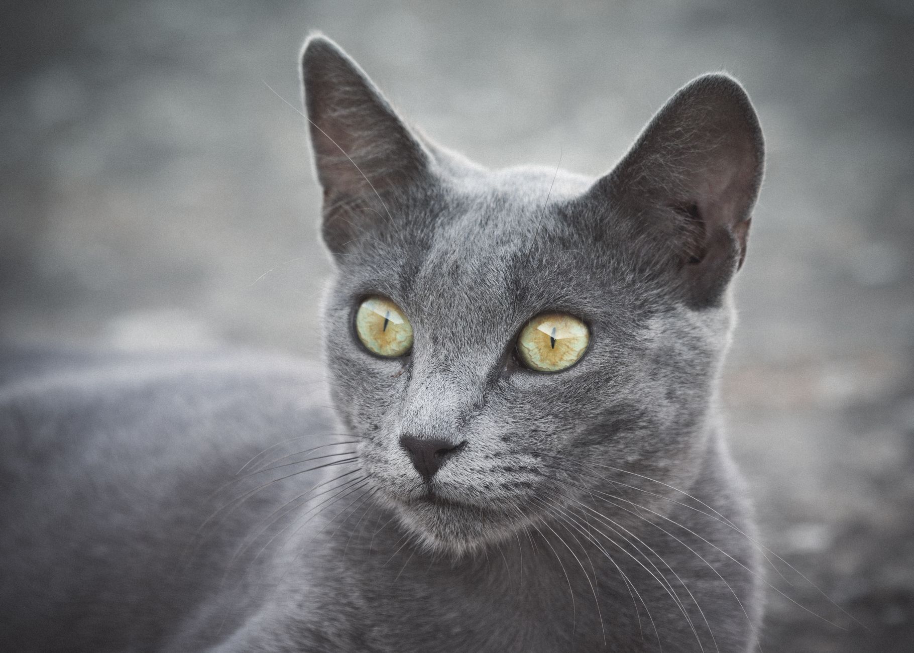 Gato Azul Ruso