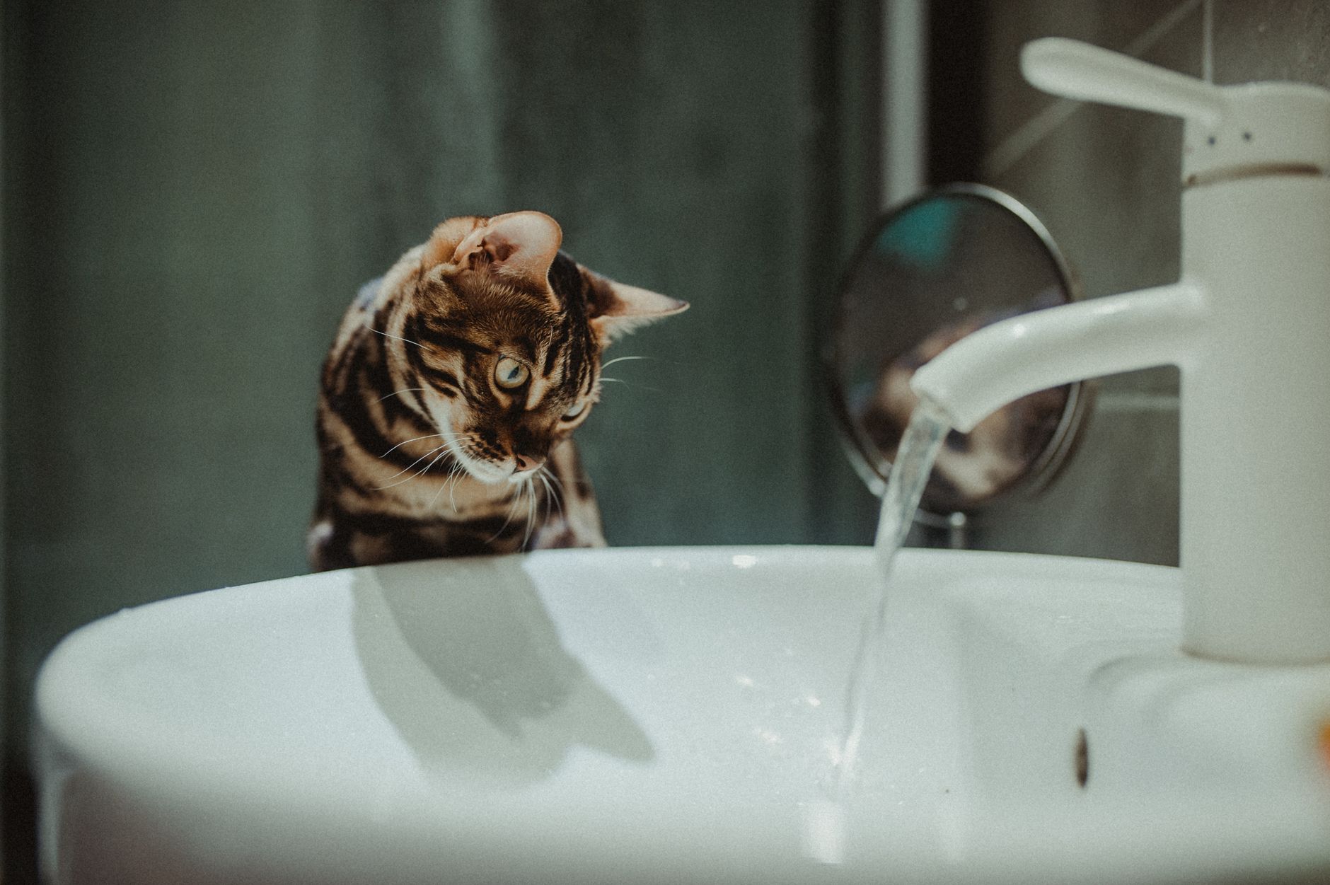 Gato Bengalí