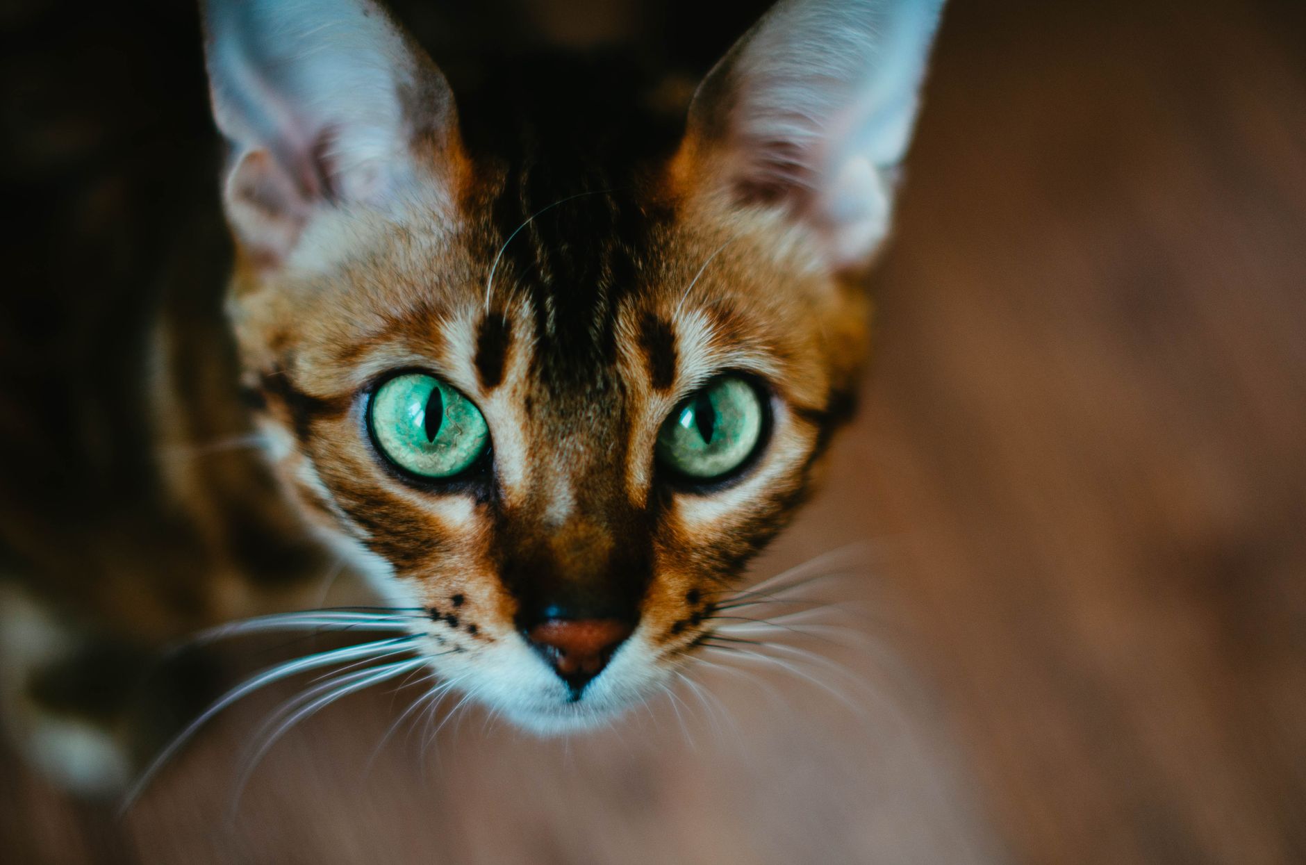Gato Bengalí manchas de leopardo
