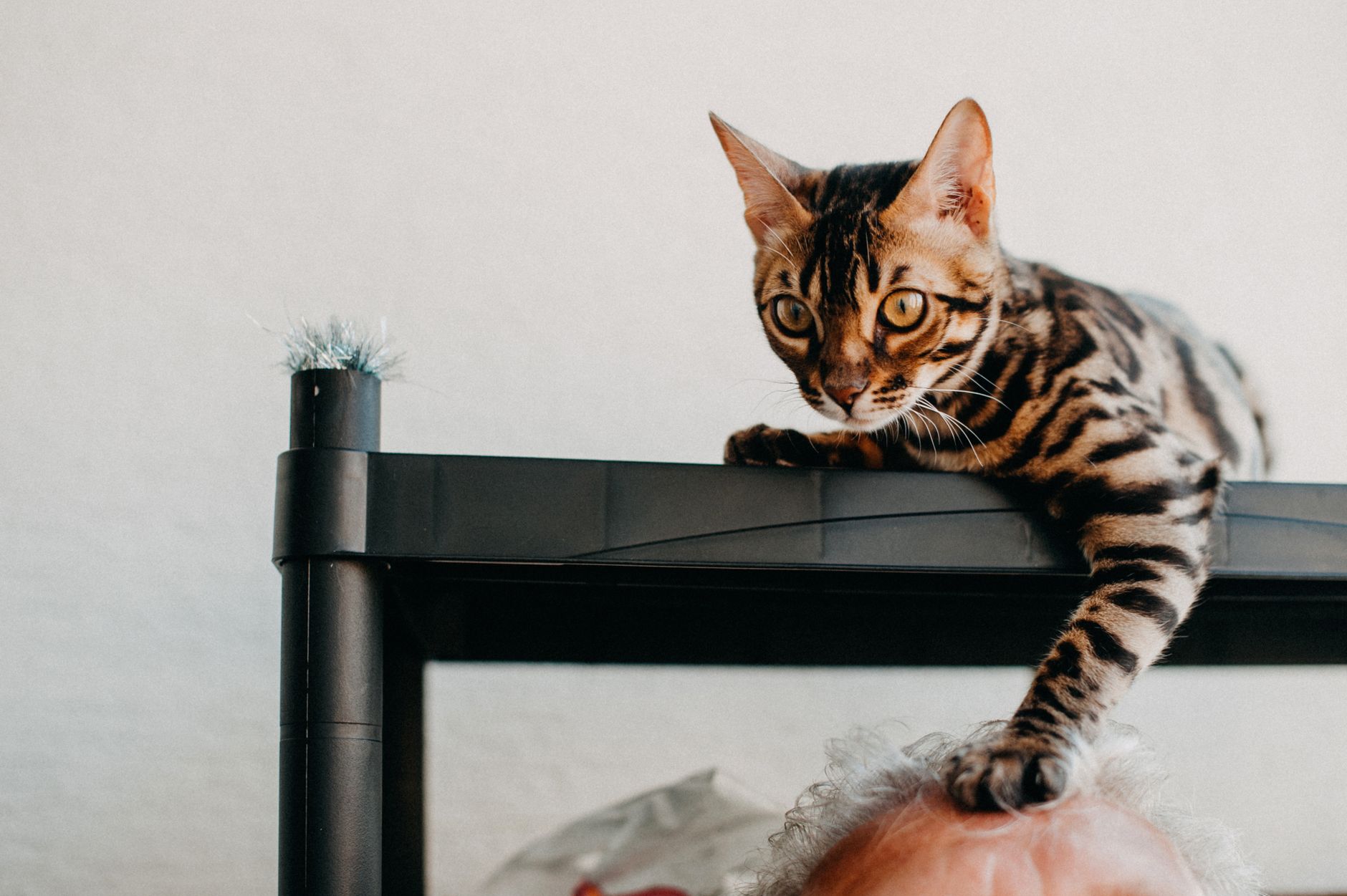 Gato Bengalí jugando activo