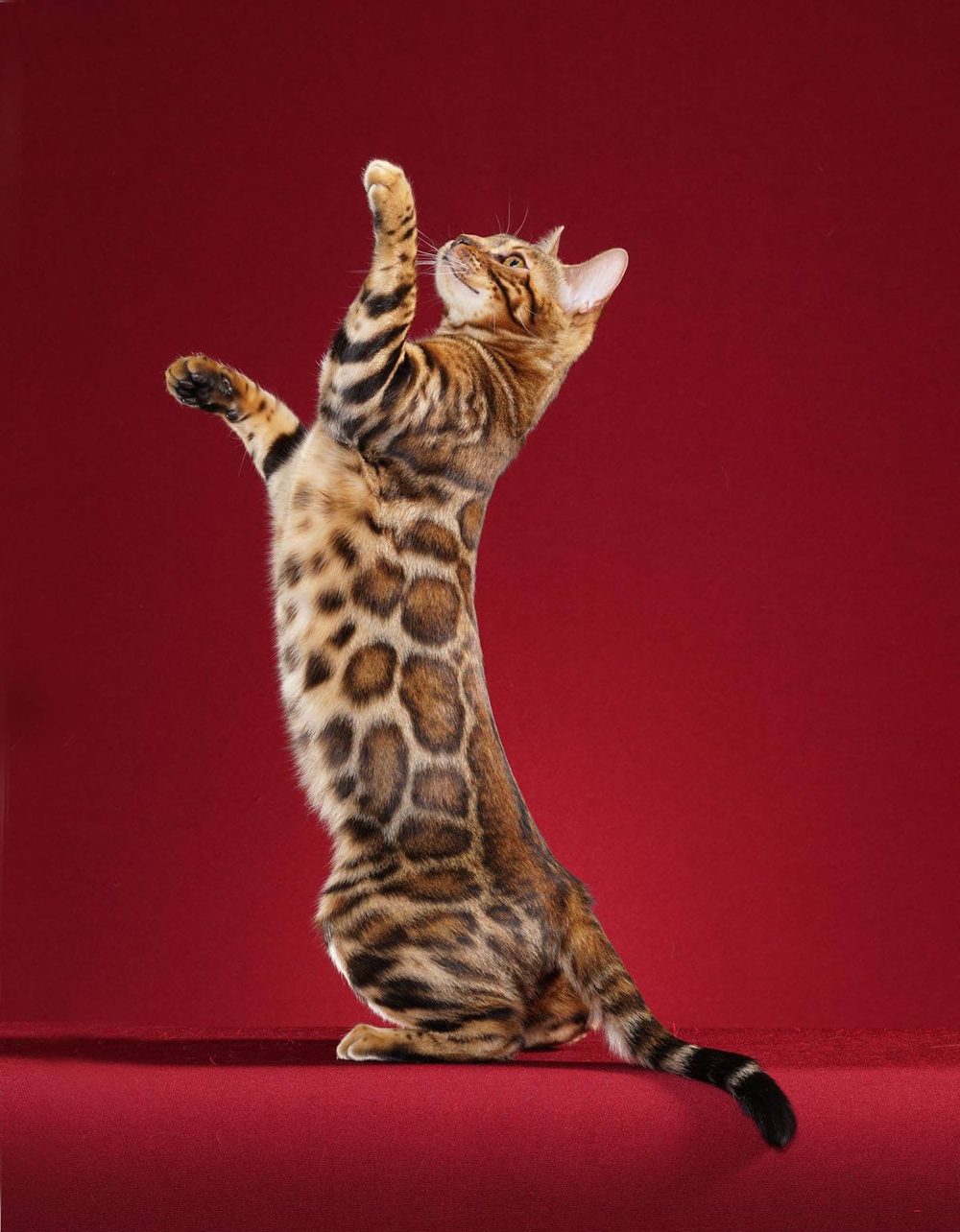Gato Bengalí (gato) ficha de raza