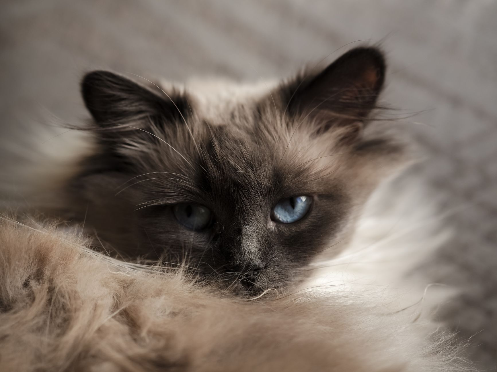 Gato Birmano
