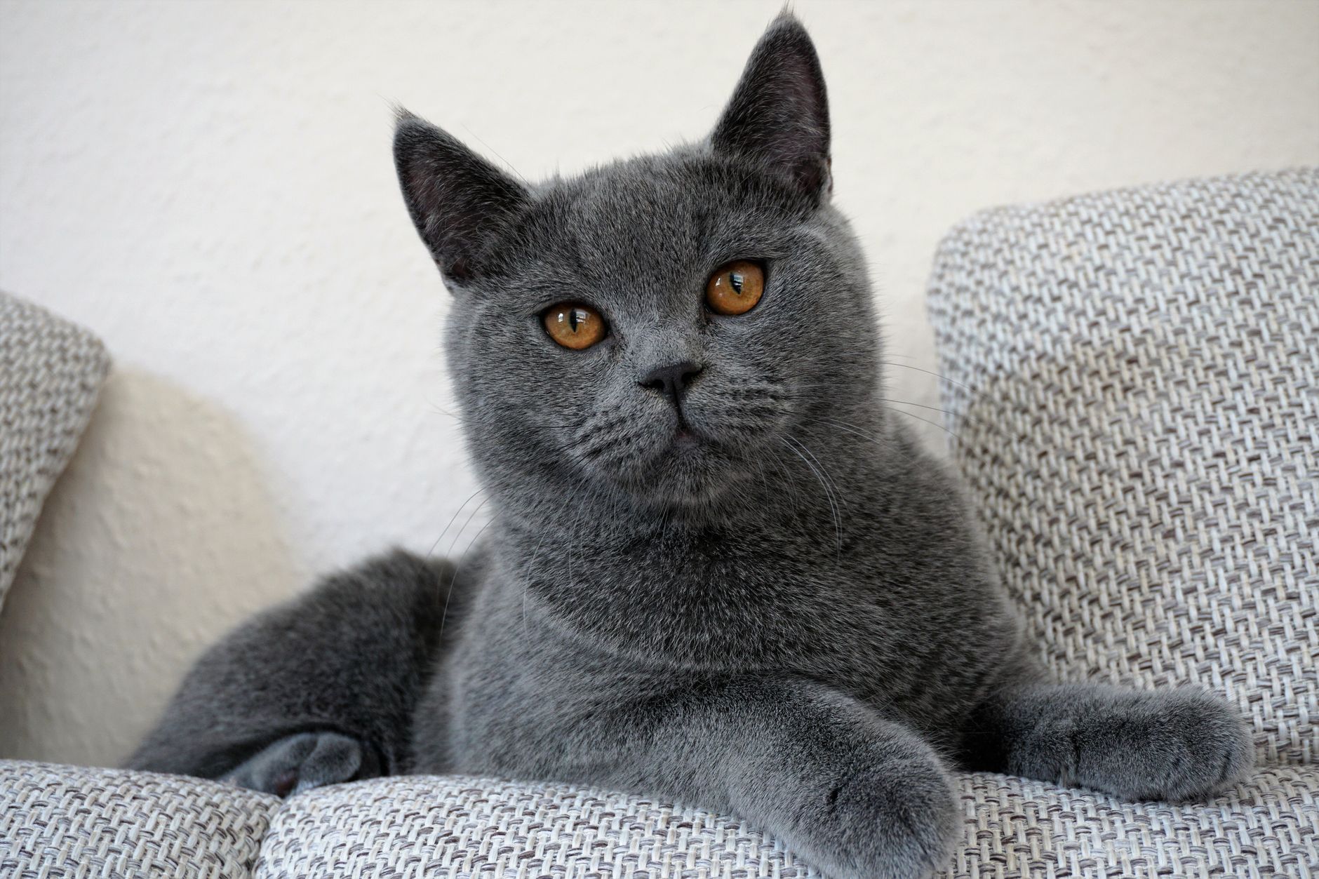 Gato Británico de Pelo Corto
