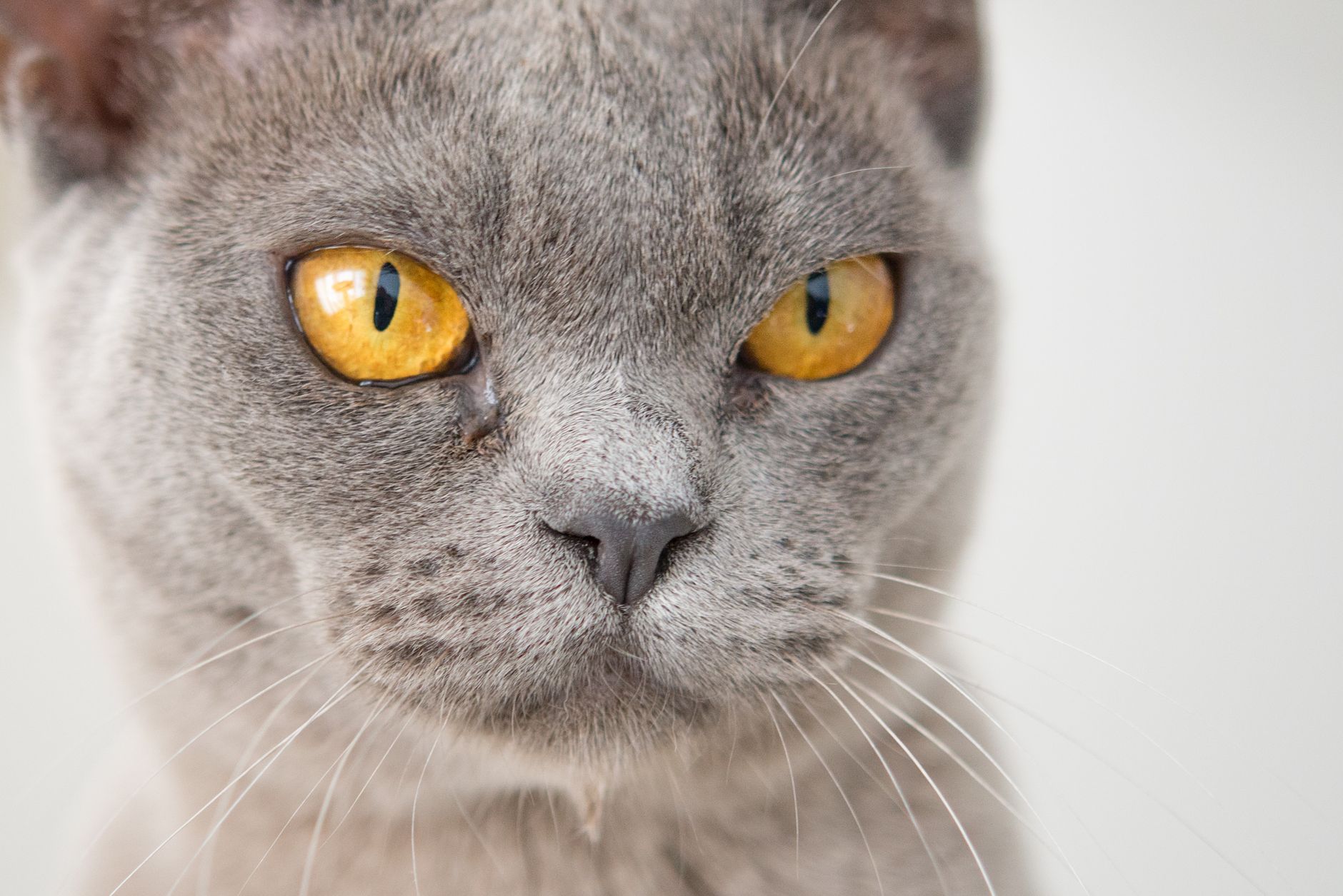 Gato Burmés variedad azul con ojos dorados