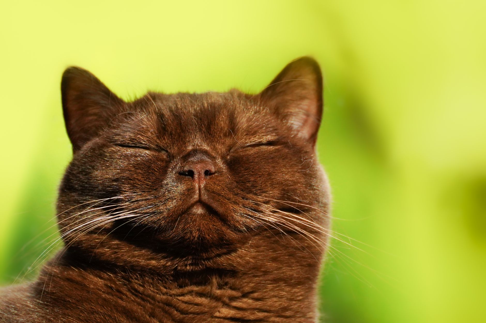 Gato Burmés de pelaje sable marrón, ficha de raza