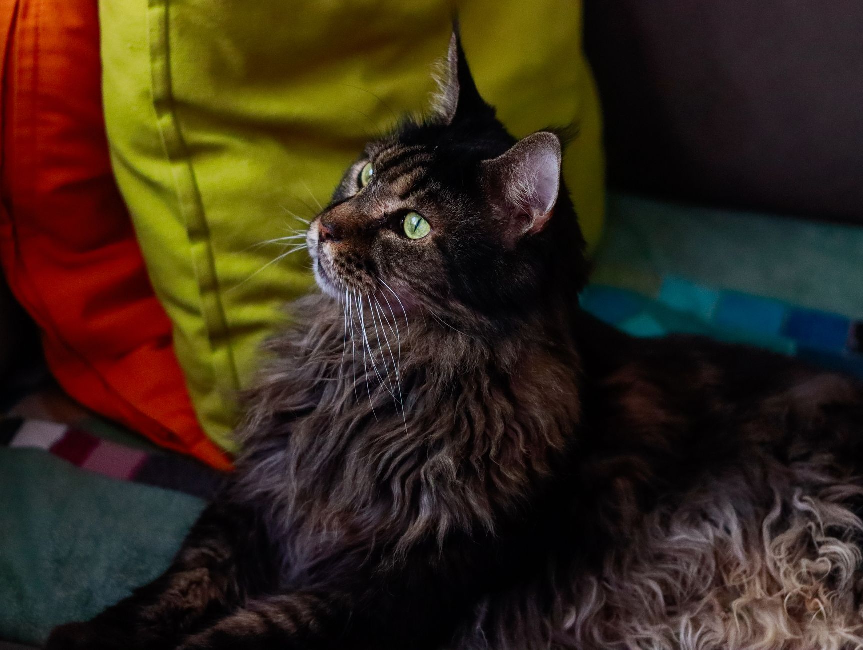 Maine Coon mostrando su cola esponjosa y pelaje lateral