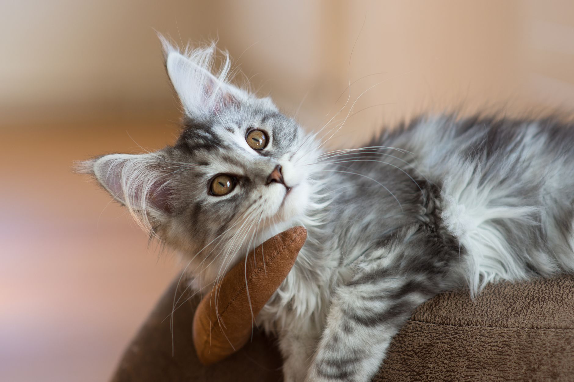 Maine Coon jugando con juguete interactivo — estimulación mental y física diaria