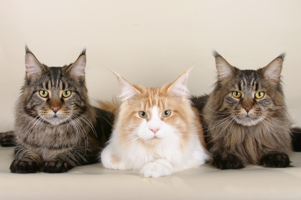 Gato Maine Coon