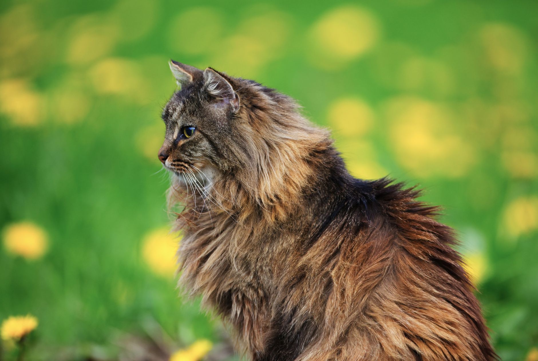 Gato del Bosque Noruego