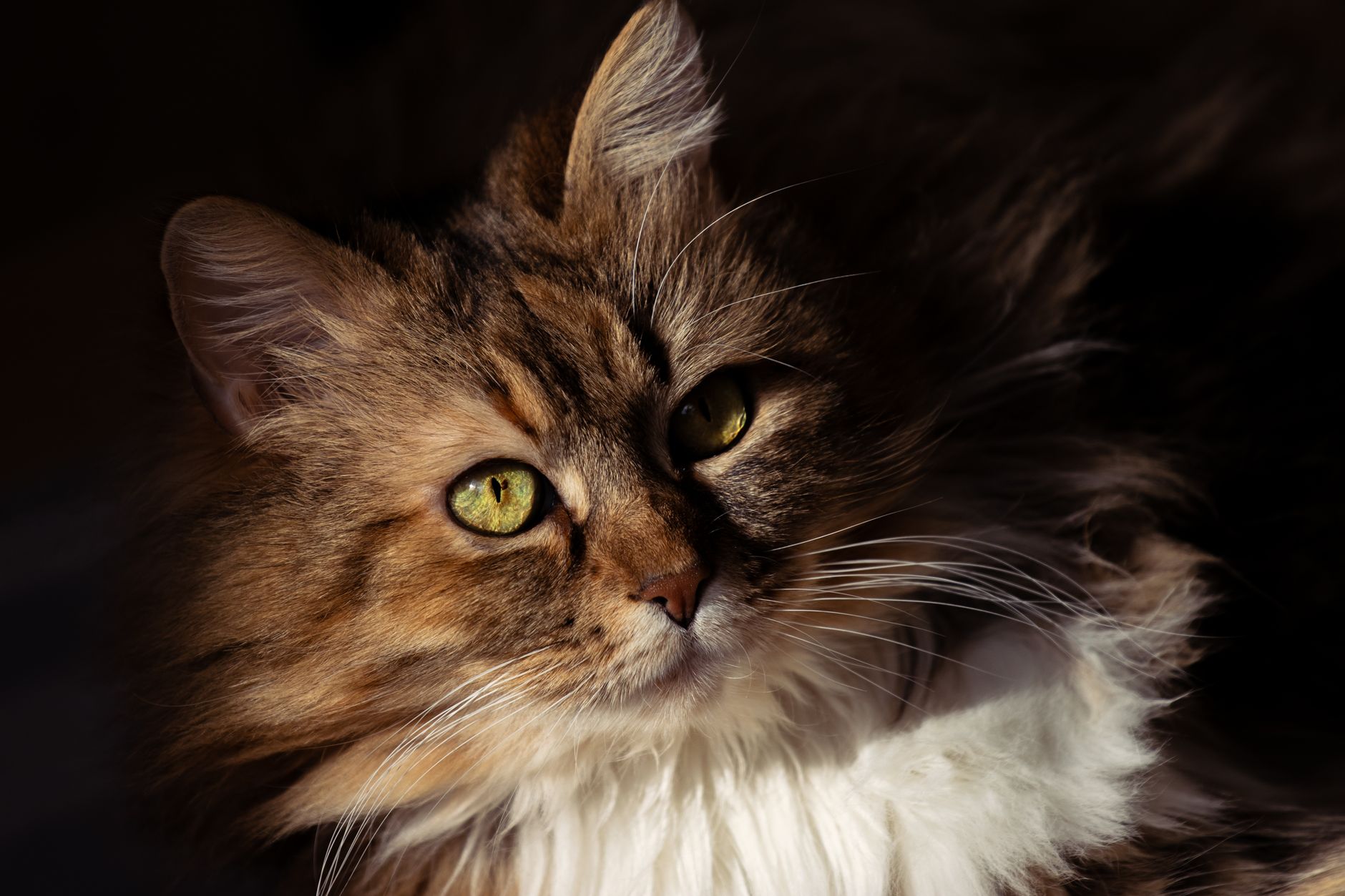 Gato Noruego del Bosque de perfil, raza escandinava de pelo semilargo