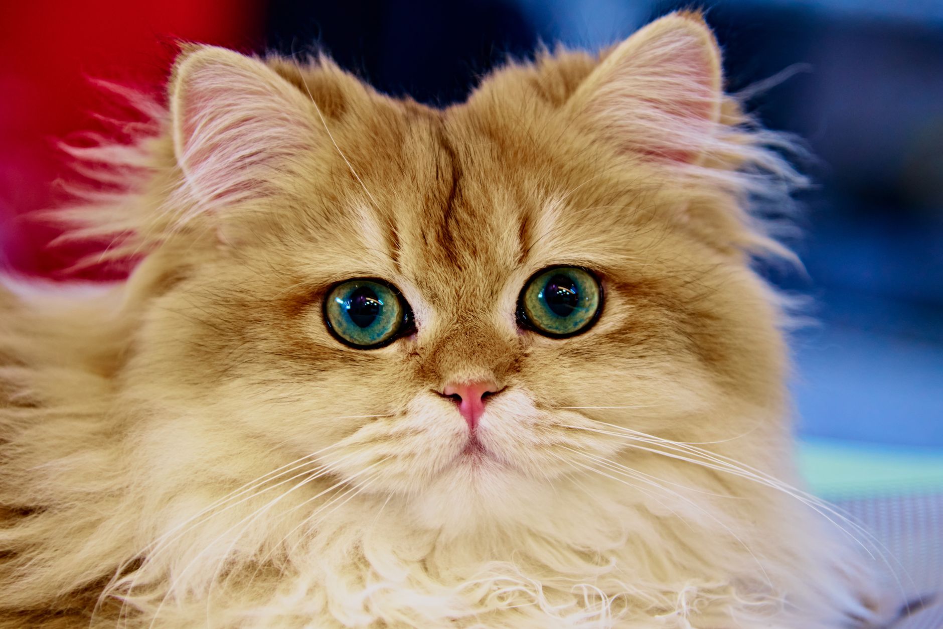 Primer plano de un Gato Persa mostrando su hocico aplanado y ojos grandes