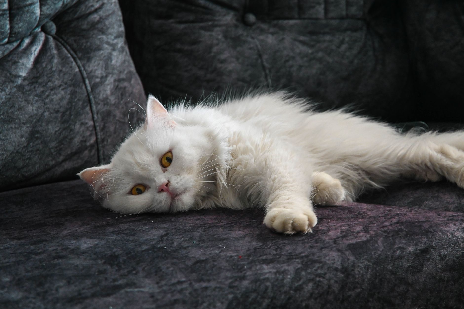 Gato Persa de pelo largo descansando tranquilamente en un sofá